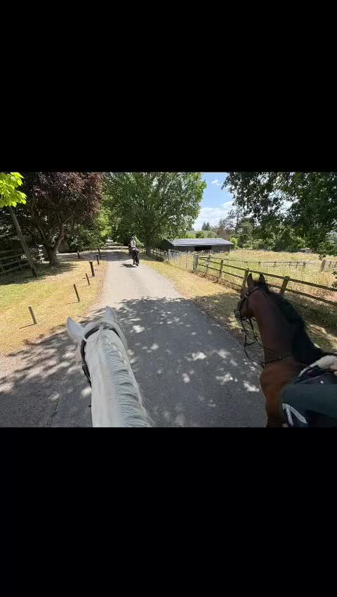 Welsh Section D horses for sale: Welsh section D gelding STAR for sale bay 13.2h - Video 2