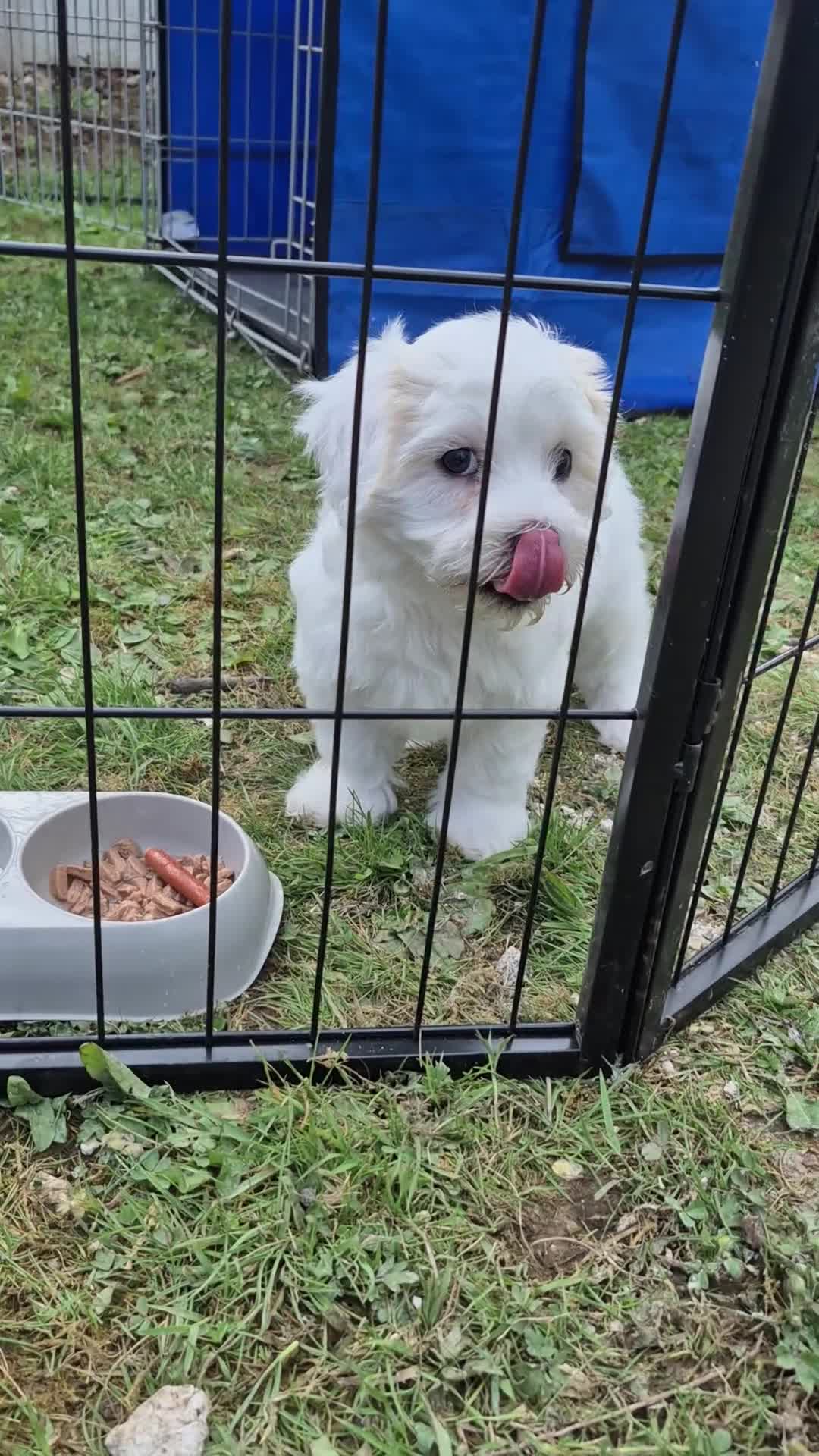 Maltese dogs for sale: Maltese Bitch for sale in Doncaster - Video 1