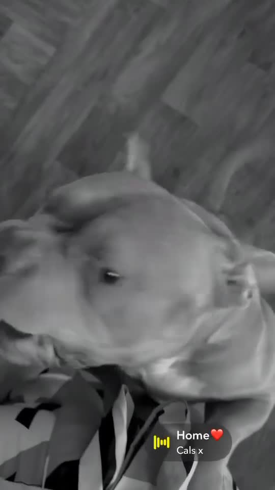 American Bully dogs for sale: American pocket bully in Shotts - Video 1