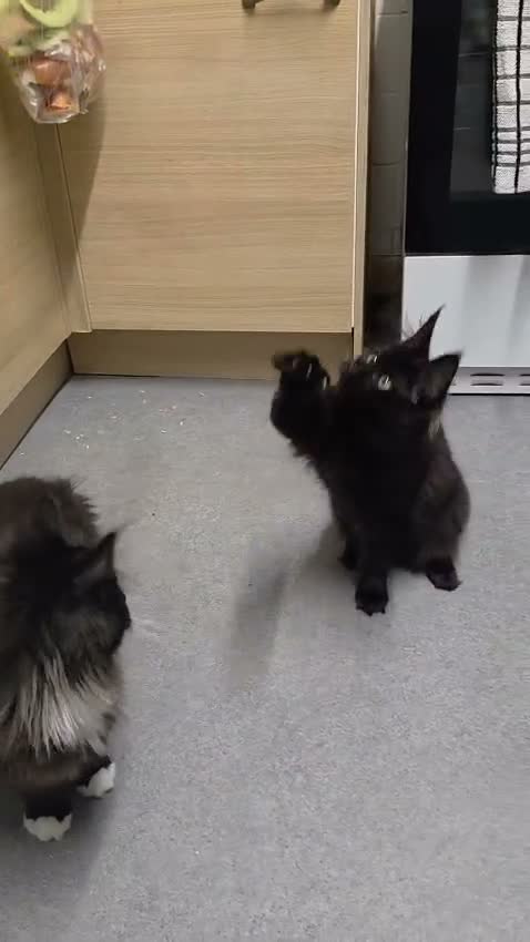 Maine Coon cats for sale: Pure stunning MaineCoon for sale! - Video 1