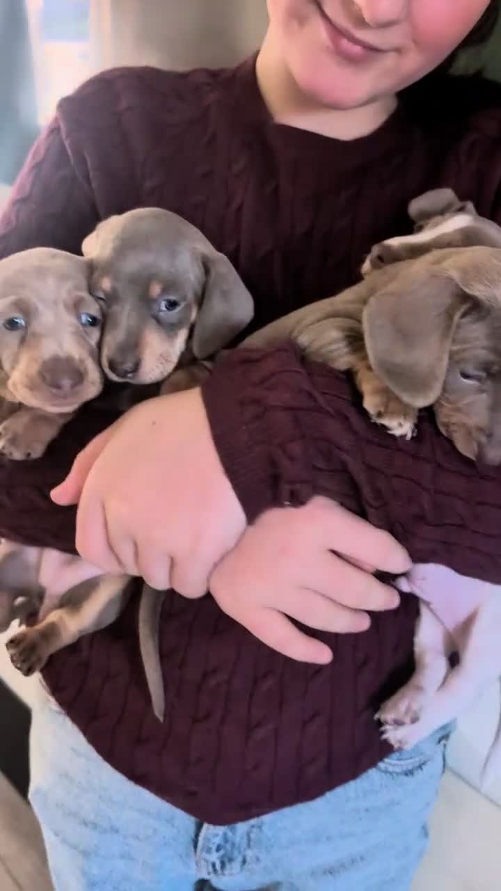 Miniature Dachshund dogs for sale: Gorgeous Purebred Miniature Dachshund Puppies - Video 1