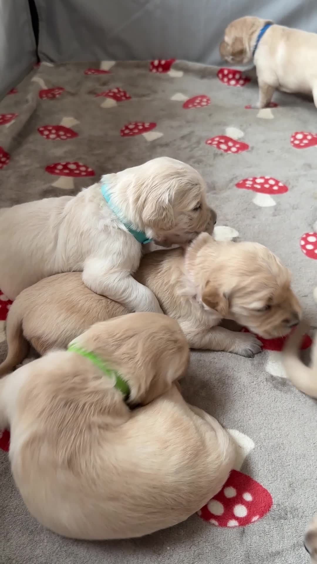 Golden Retriever dogs for sale: KC registered golden retriever puppies - Video 2