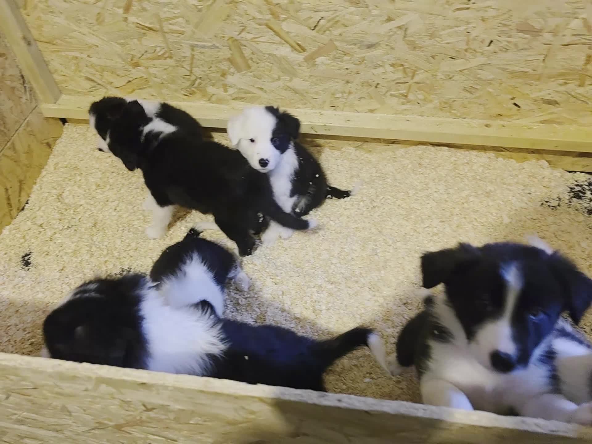 Border Collie dogs for sale: Border collie pups  - Video 1