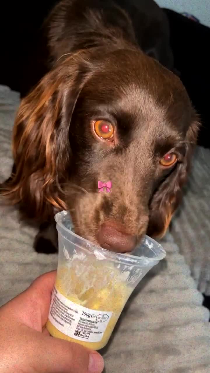 Cocker Spaniel dogs for sale: 1 year old Bambi cocker spaniel  read description - Video 1