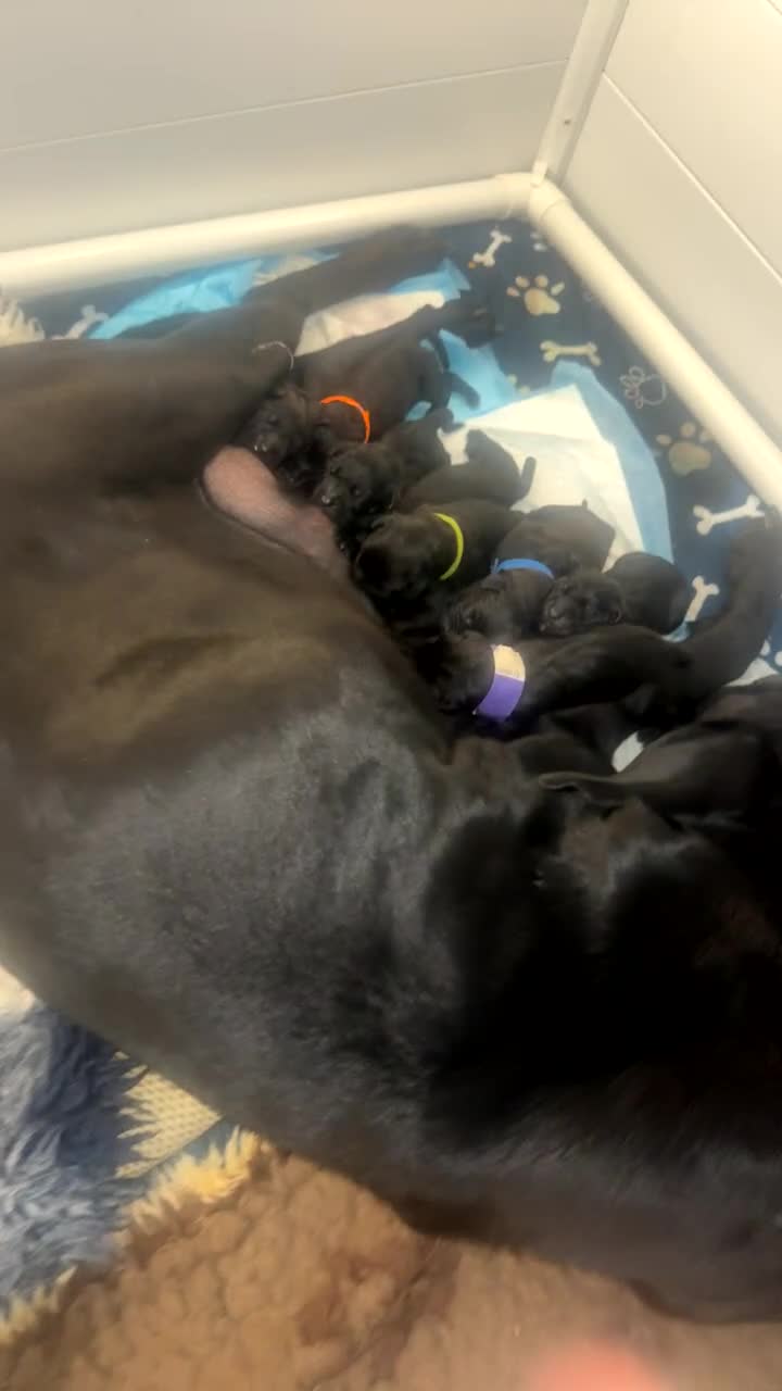 Mixed Breed dogs for sale: Gorgeous hardy pups - Video 2