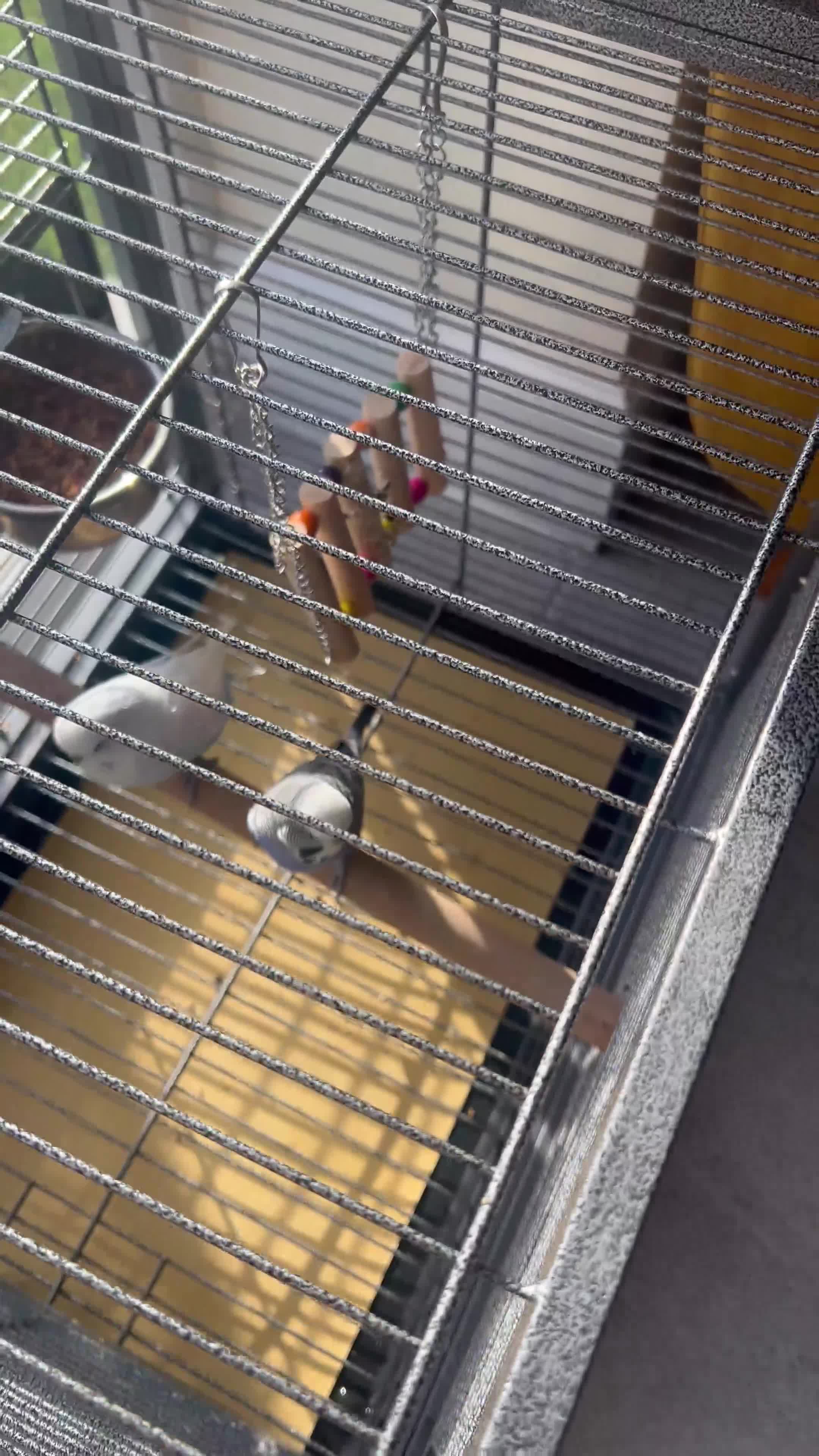 Budgerigars birds for sale: 4 budgies ( 25 pounds each) - Video 3