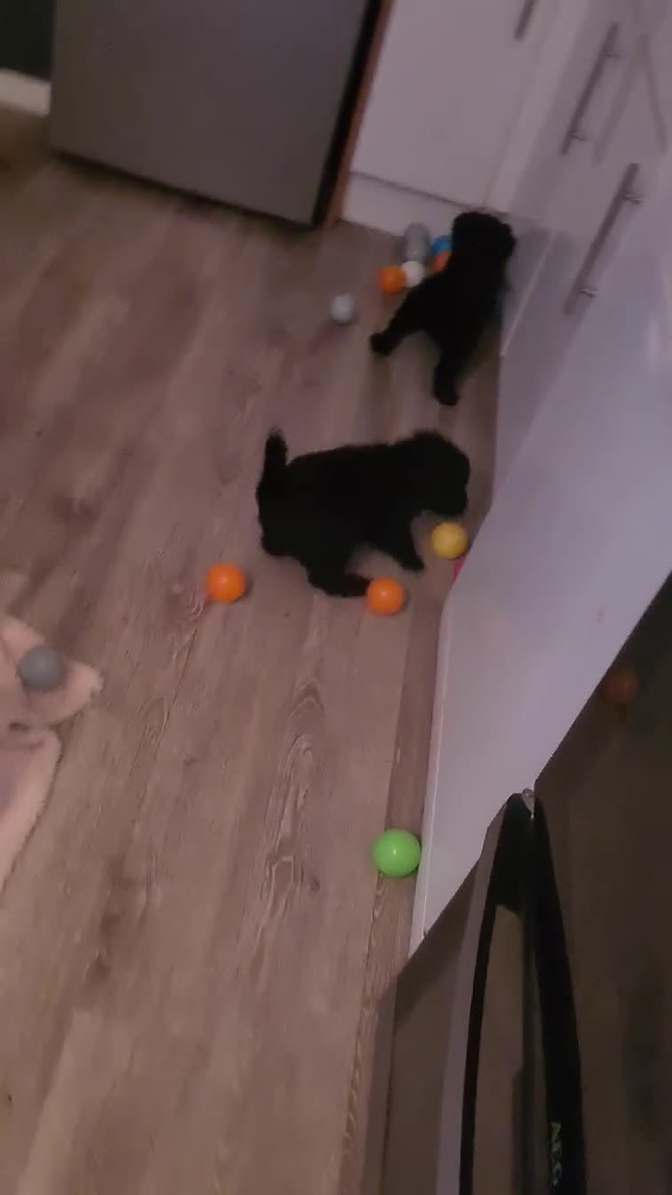 Labradoodle dogs for sale: Labradoodles Multigen - Family raised - Video 1