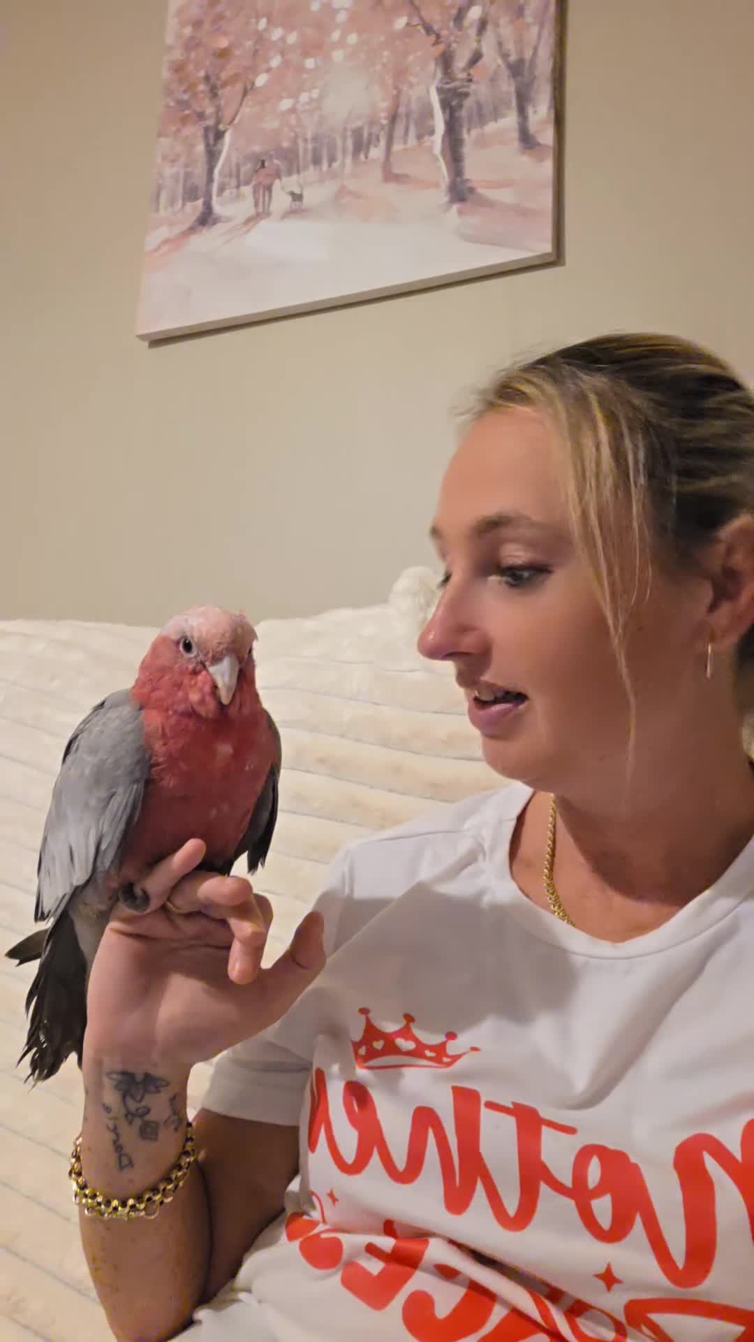 Cockatoo birds for sale: Galah cockatoo  - Video 1