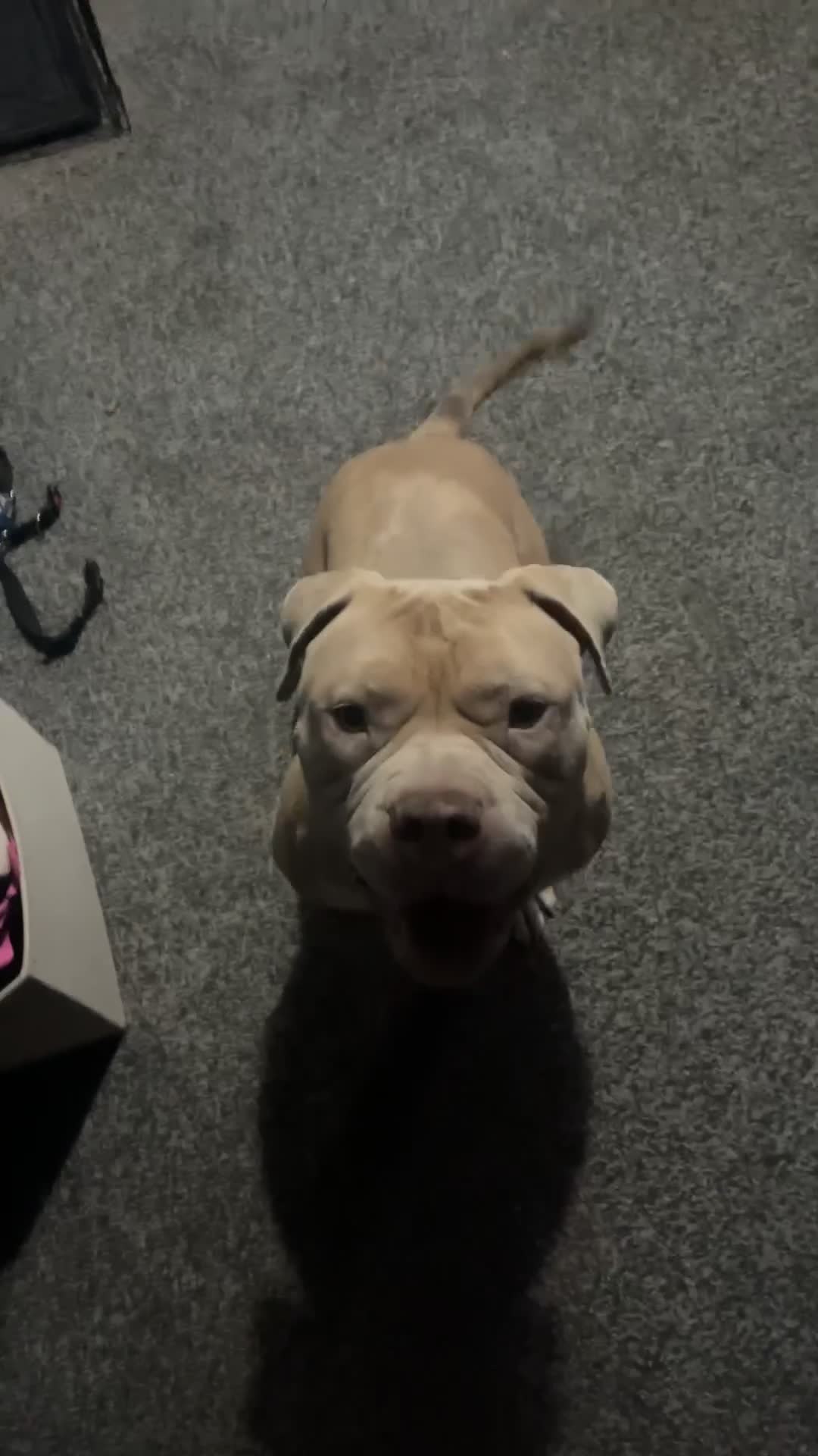 Mixed Breed dogs for sale: Pocket bully mix in need of rehoming  in Huddersfield - Video 2