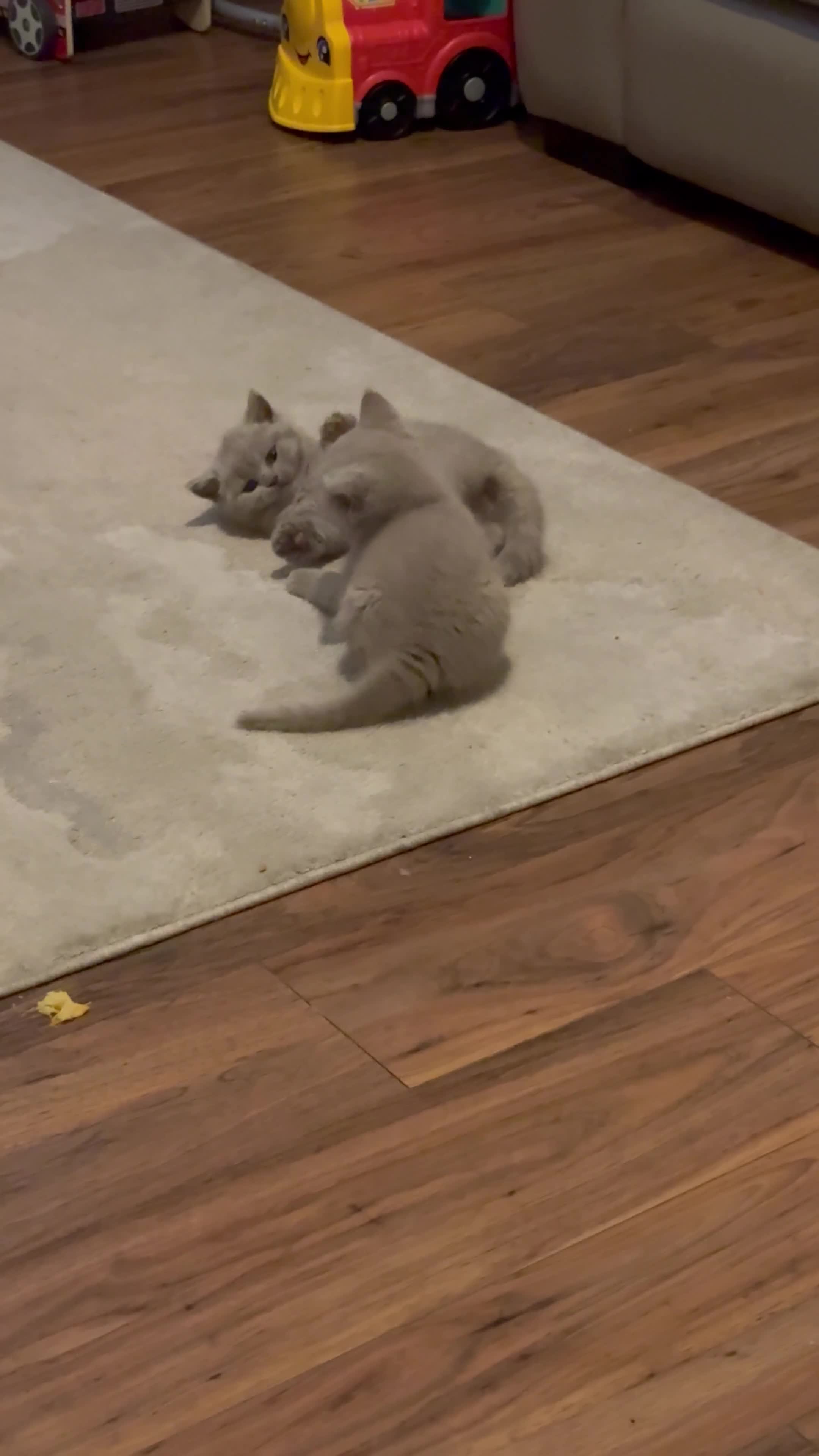 British Shorthair cats for sale: Beautiful rare lilac British shorthair kittens - Video 1