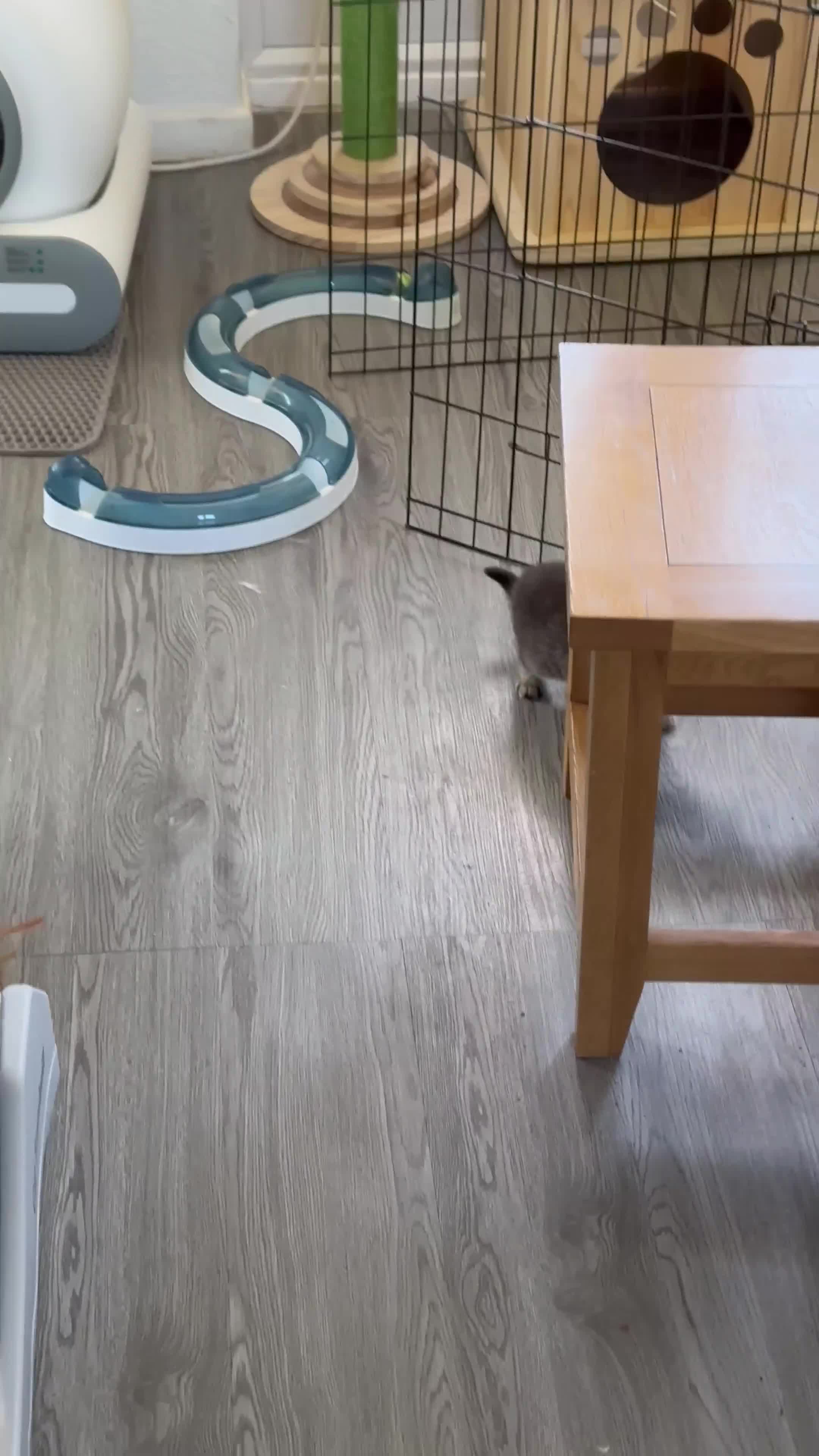 British Shorthair cats for sale: Pure breed from registered parents BLH / BSH - Video 1