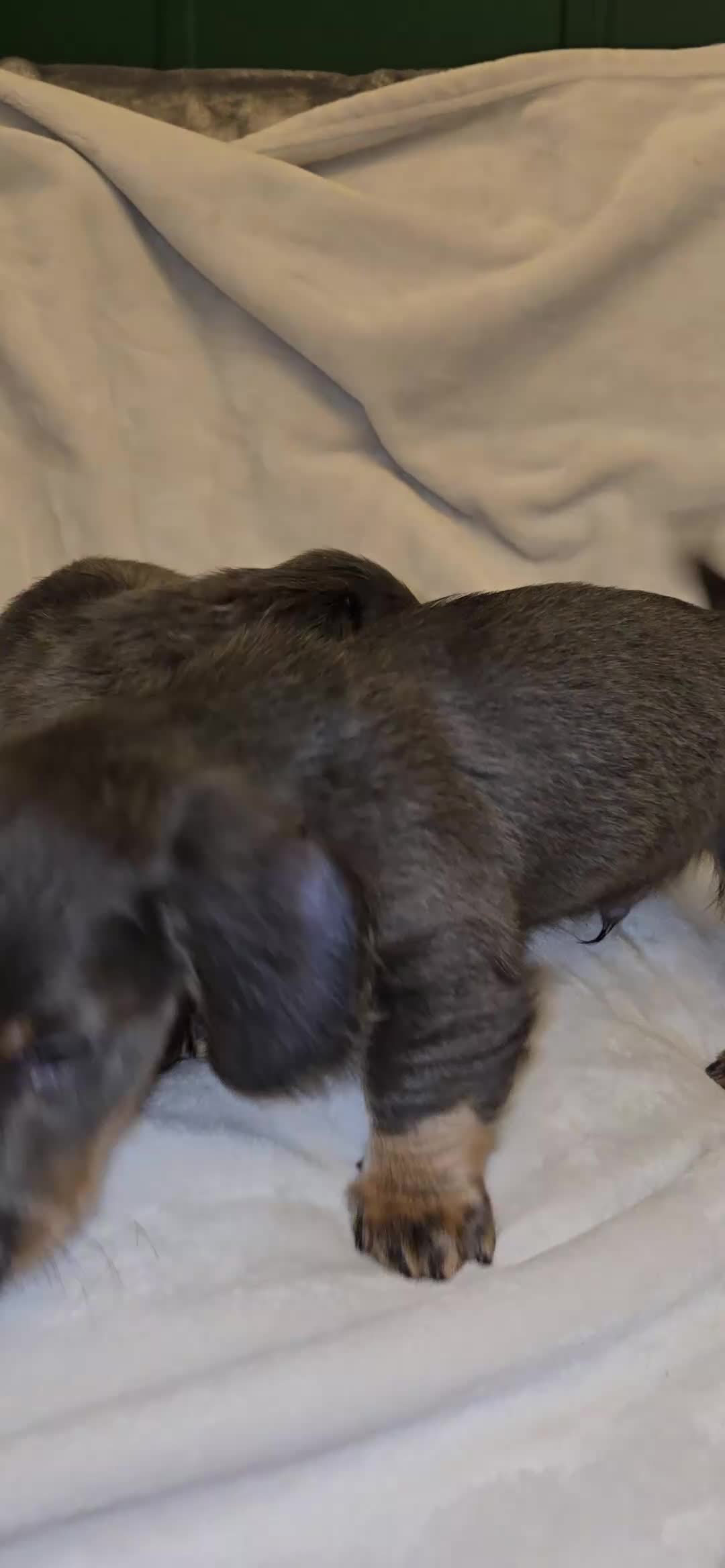 Miniature Dachshund dogs for sale: Miniature Dashound 5 STAR QUALITY LONGHAIR & SHORT - Video 5