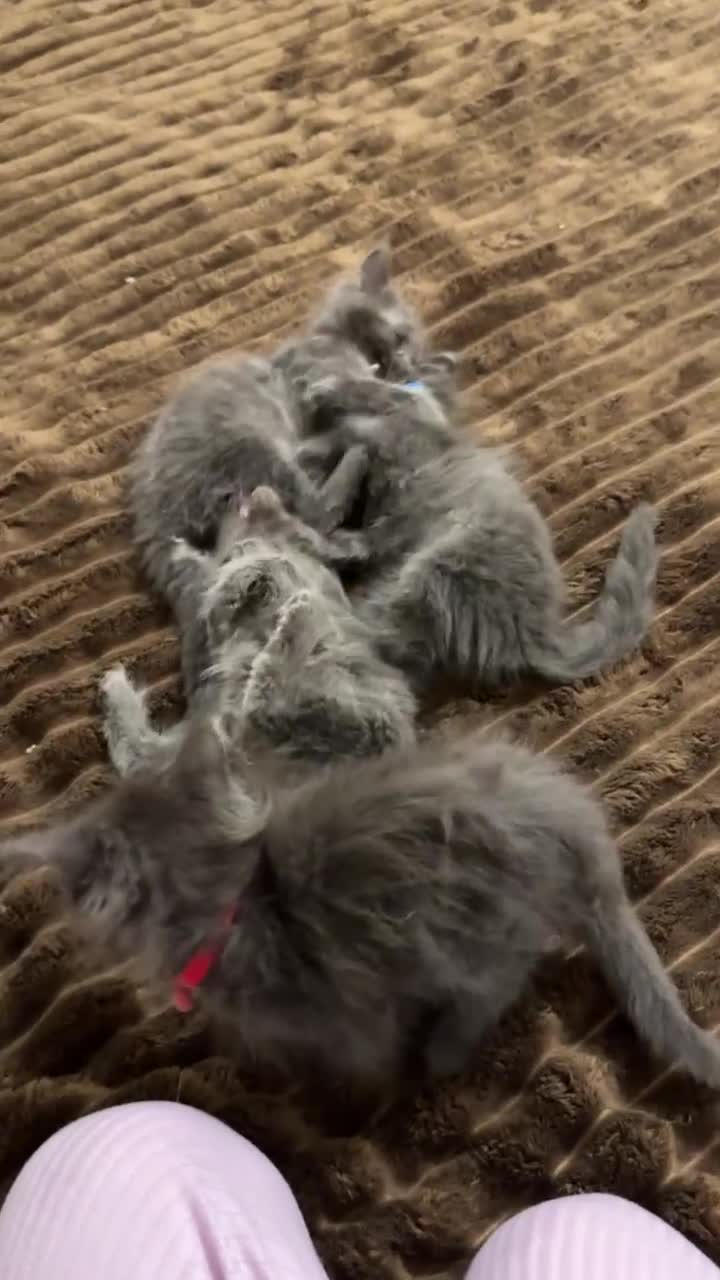 Maine Coon cats for sale: Upcoming Pedigree MaineCoonLitterReservations Open - Video 1