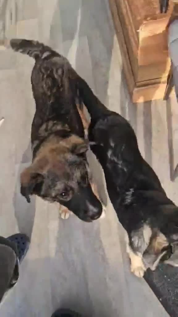 Mixed Breed dogs for adoption: Roquefort for Adoption!  - Video 1