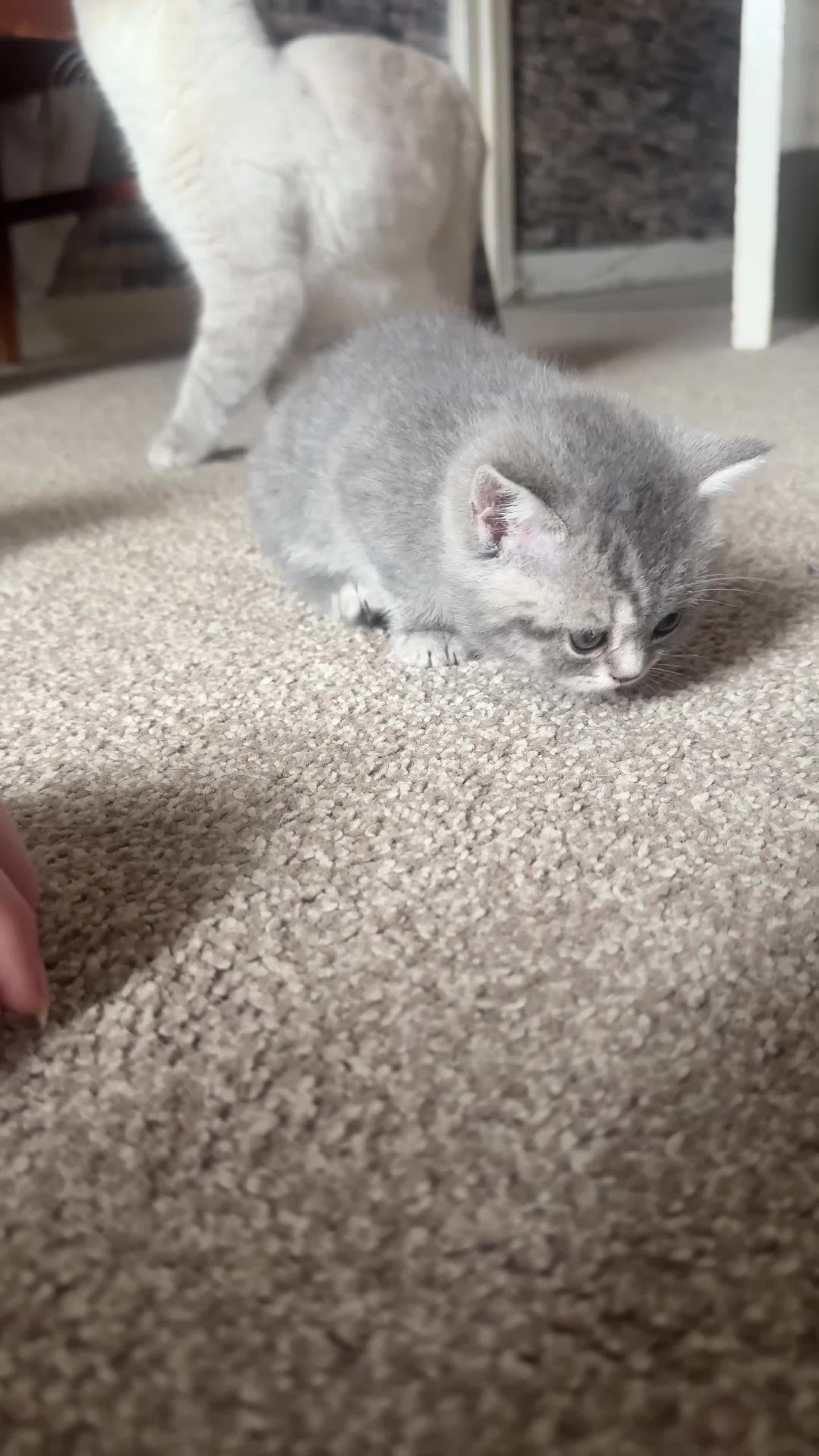 British Shorthair cats for sale: Kitten British shorthair  - Video 1