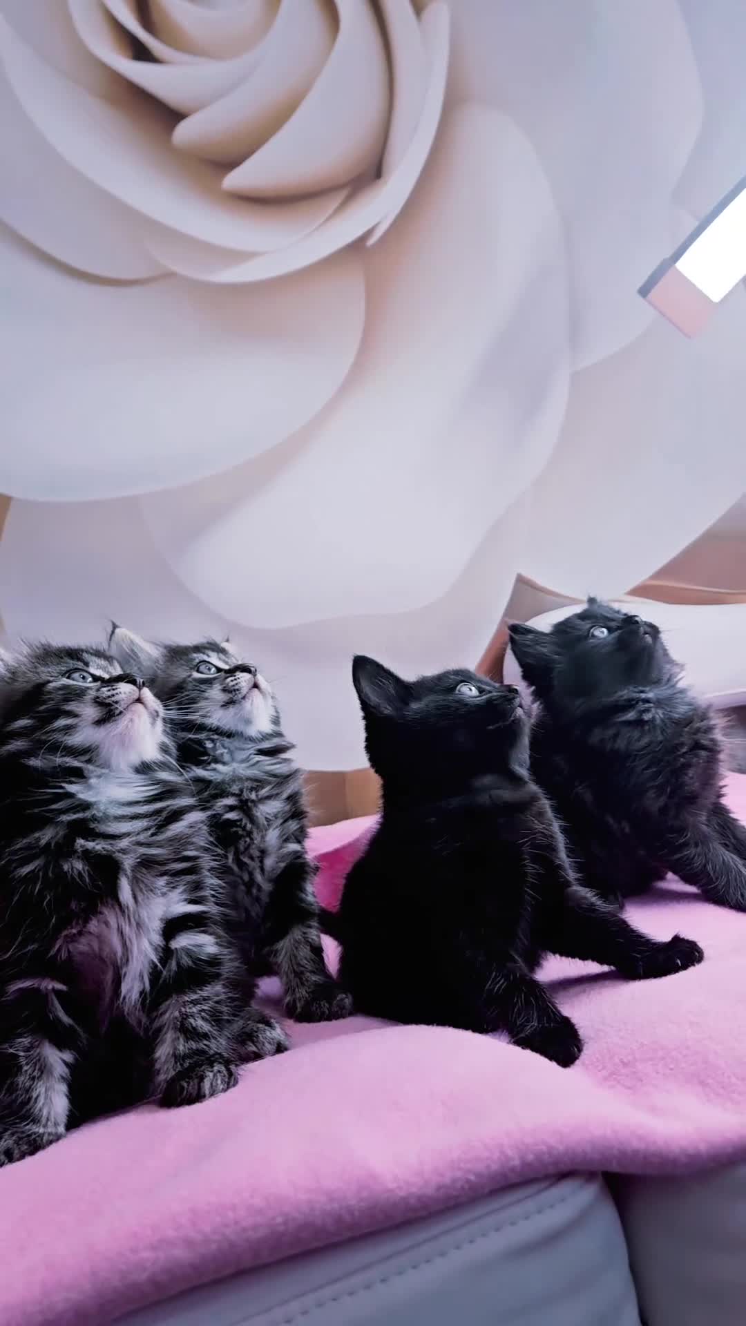 Mixed Breed cats for sale: Adorable Mixed Ragdoll Kittens  in London - Video 1