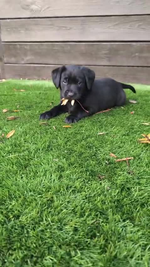 Labrador Retriever dogs for sale: Stunning labrador puppies from good working lines - Video 2