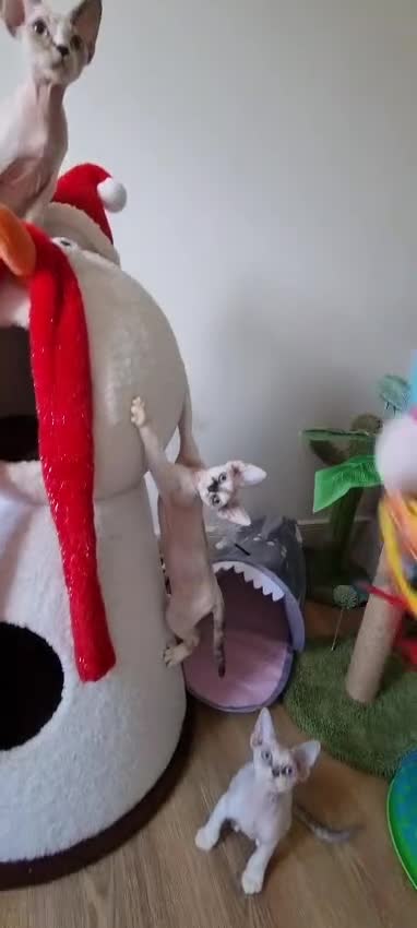Devon Rex cats for sale: Devon Rex Kittens-Ready for Their Forever Homes! - Video 1
