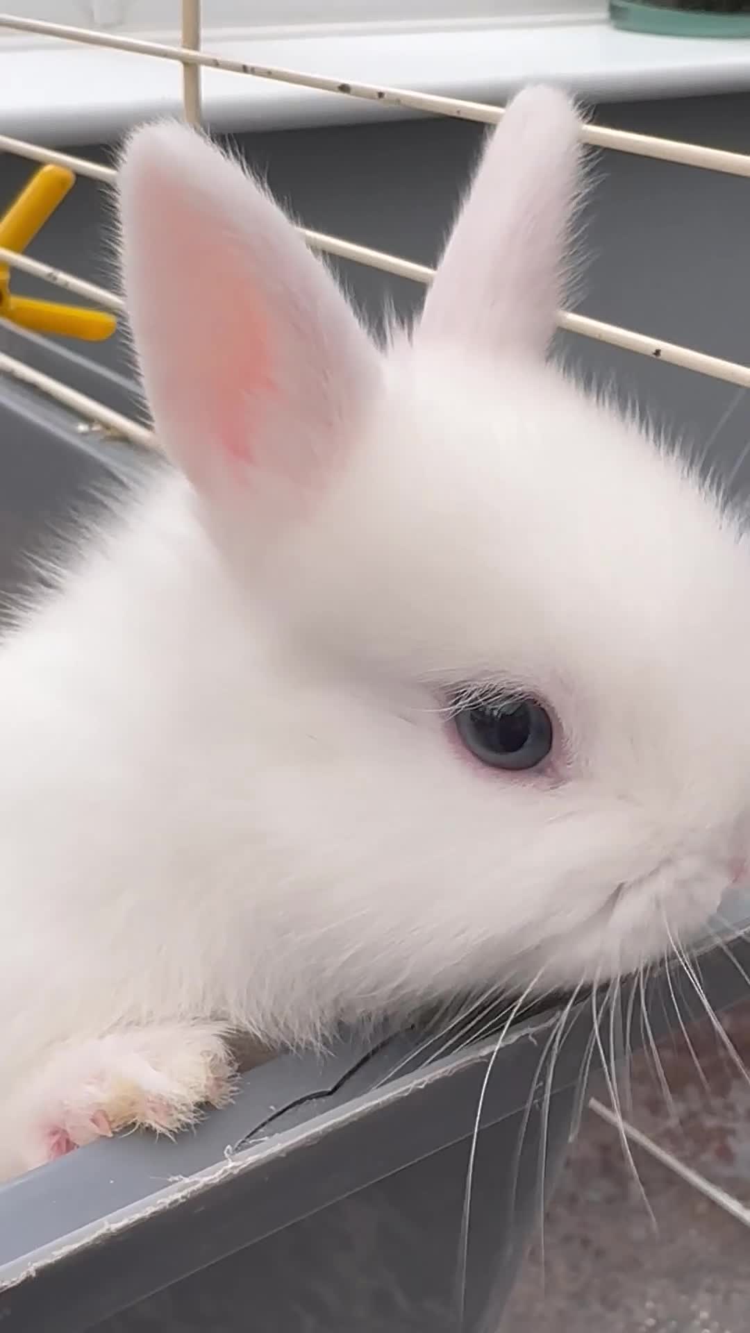 Netherland Dwarf rabbits for sale: Female Pure white blue eyed Netherland dwarf  - Video 2