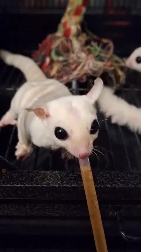 Sugar Glider rodents for sale: Breeding pair of Sugar Gliders  in Thirsk - Video 2