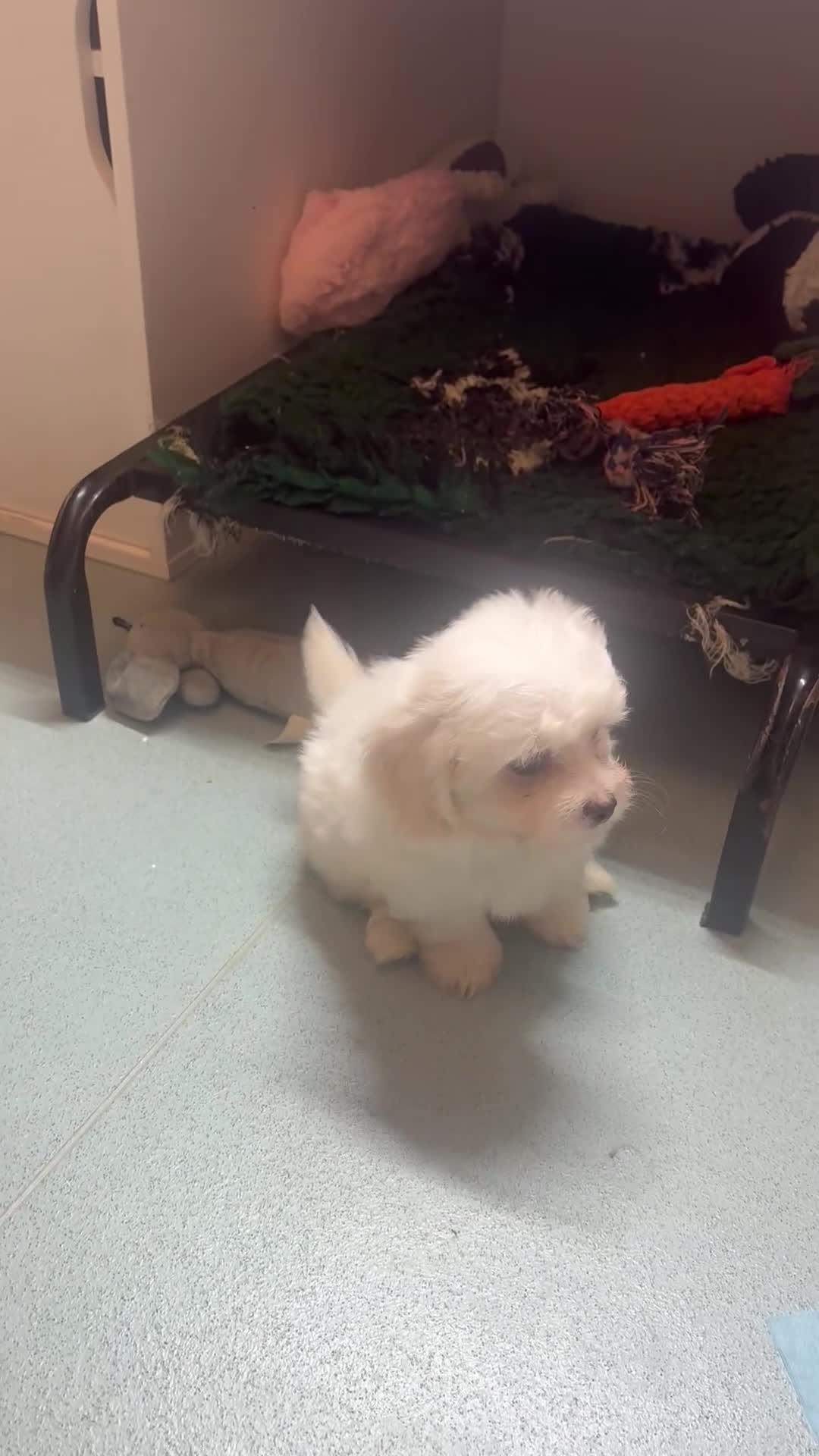 Maltipoo dogs for sale: 🤩 1 stunning female maltipoo puppy 🤩 - Video 2