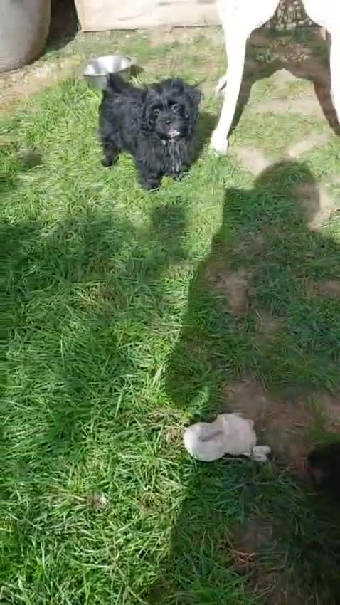 Mixed Breed dogs for sale: Poodle-Pekingese (peekapoo) pups. Fully vaccinated - Video 2