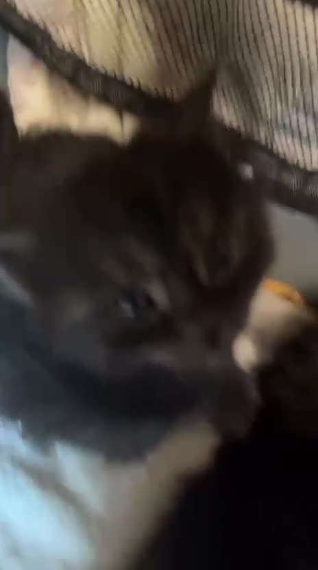 Maine Coon cats for sale: Purebred  - Video 1