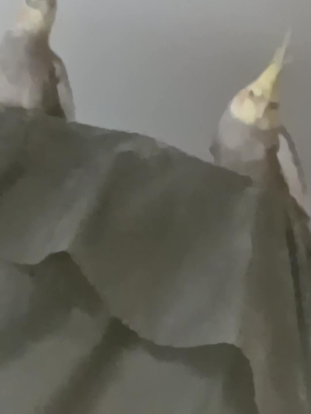 Cockatiels birds for sale: Cockatiels  - Video 1
