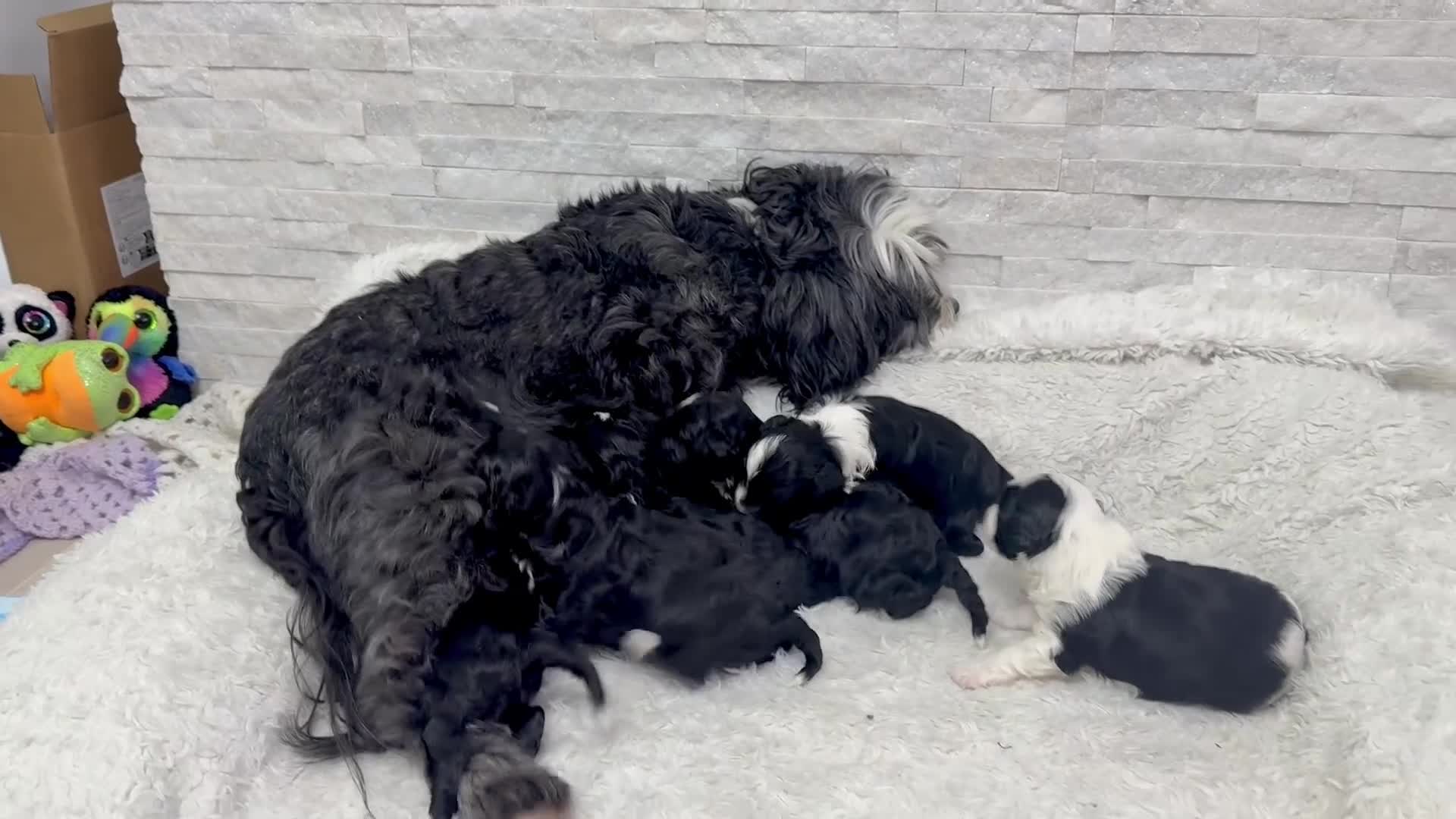 Mixed Breed dogs for sale: Stunning F1 parti Ttoodle pups ❤️Tibetan doodles❤️ - Video 1