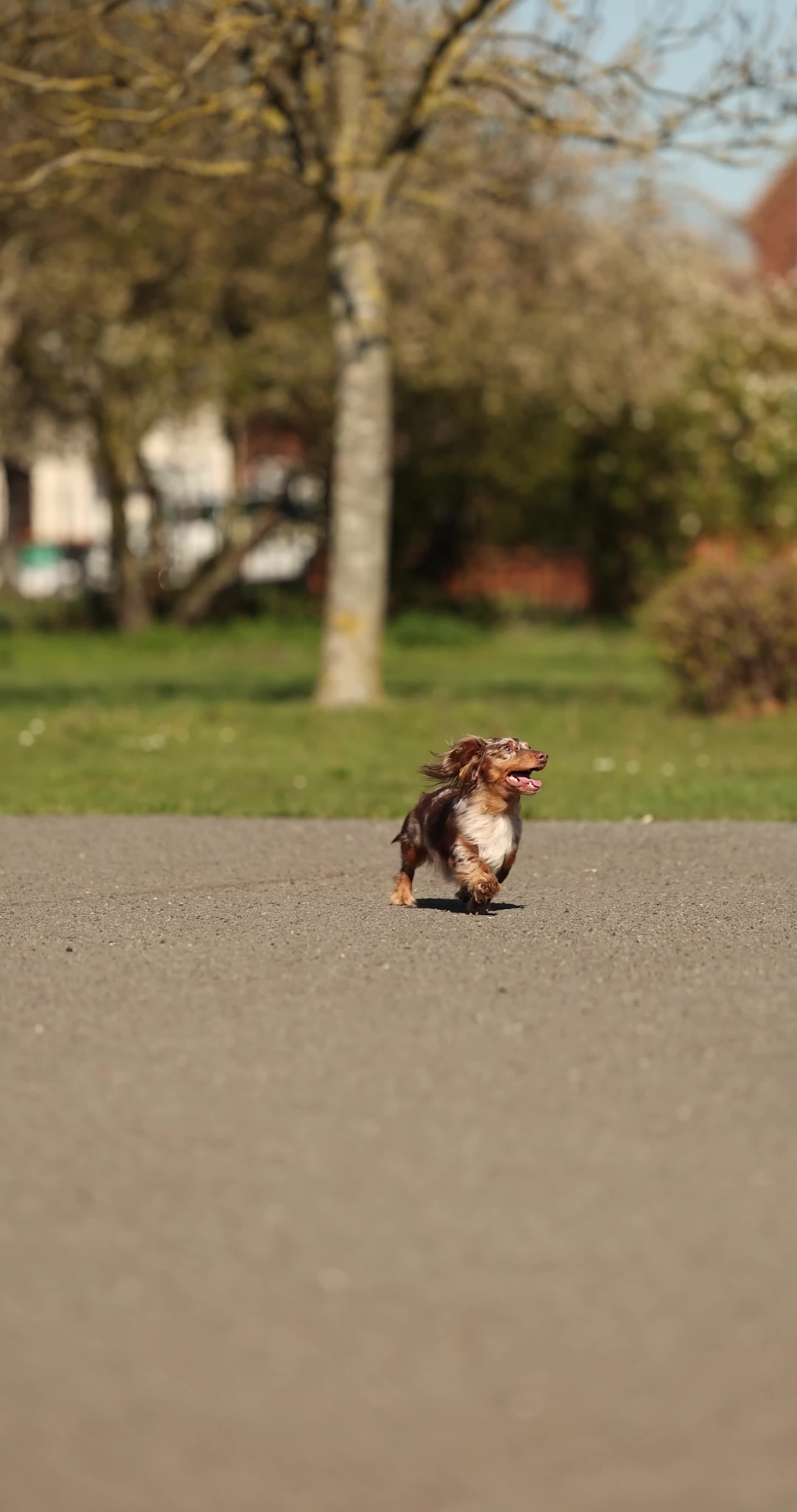 Dachshund dogs for stud: Dapple chocolate tan  - Video 1
