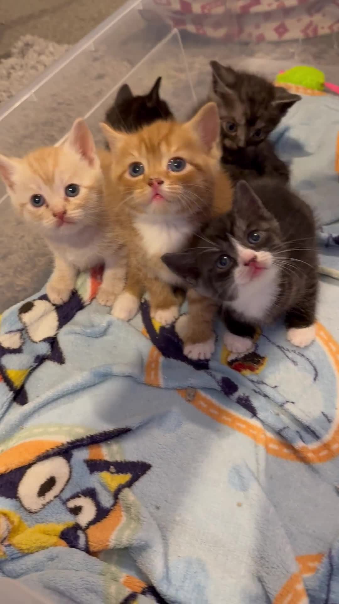 British Shorthair cats for sale: British Shorthair Cross Kittens  - Video 1