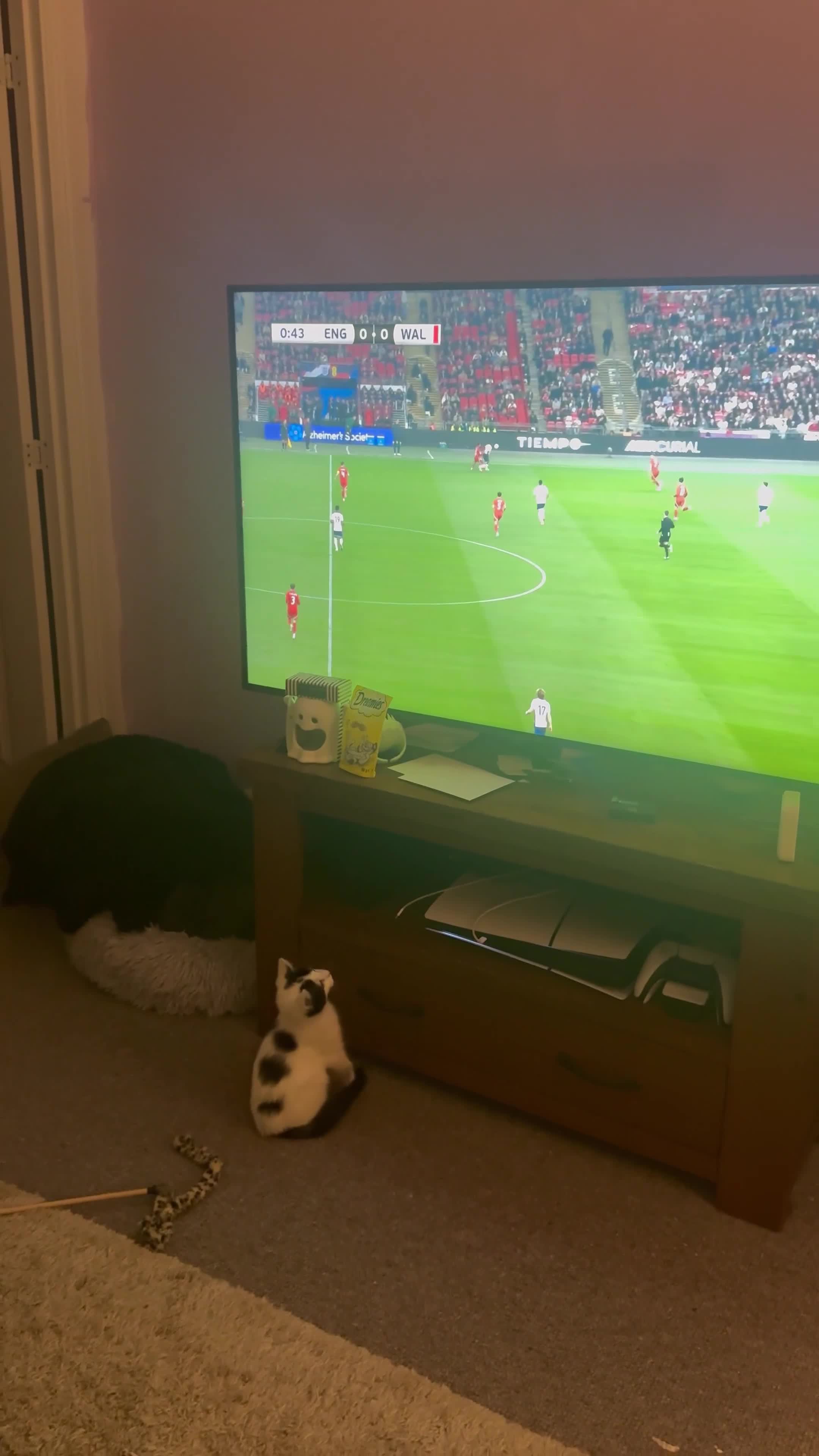 Mixed Breed cats for sale: Two kittens need new home - Video 1