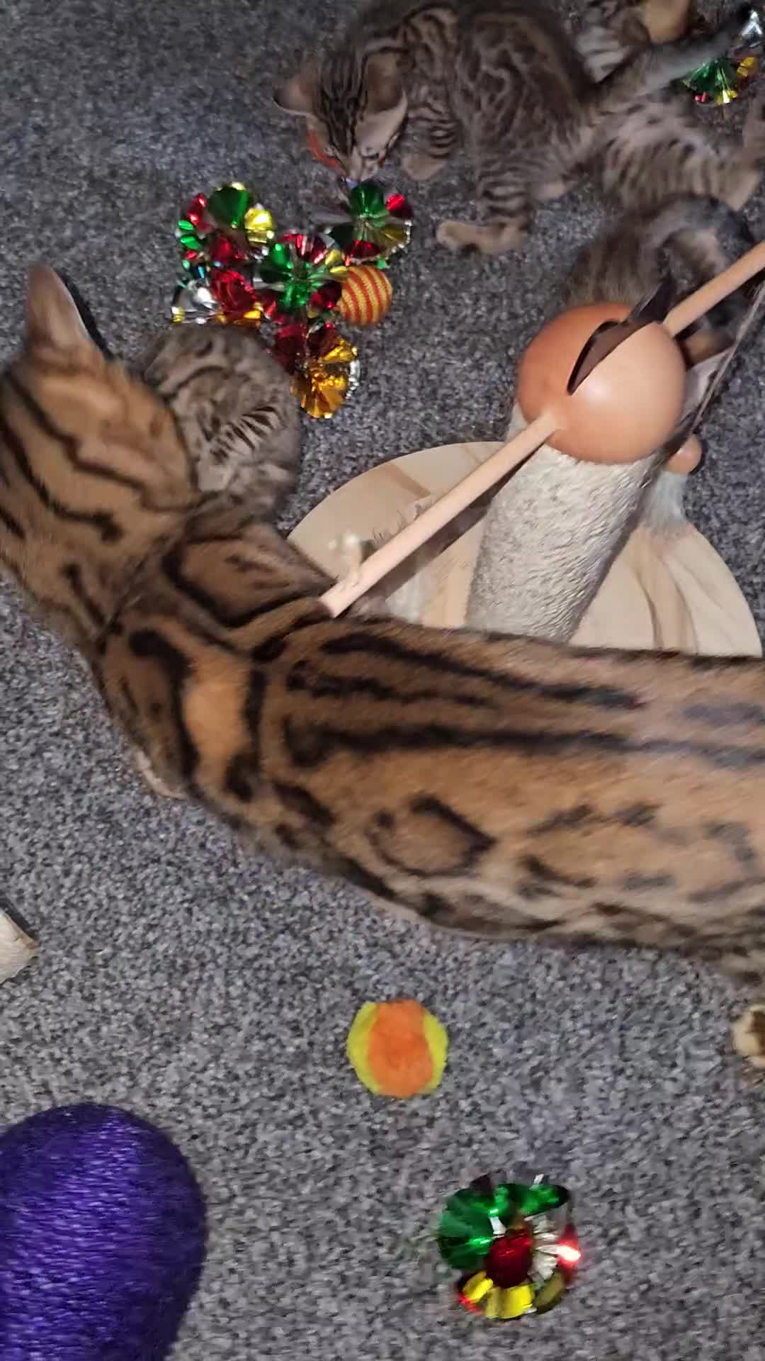Bengal cats for sale: Stunning Pedigree Bengal Babies - Video 1