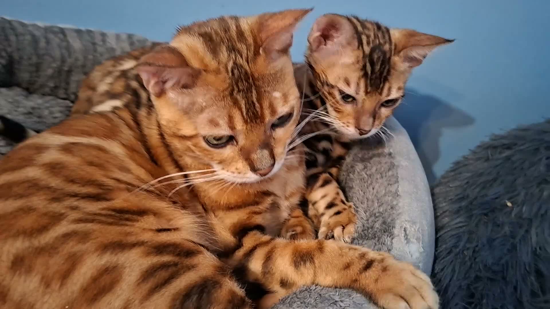 Bengal cats for sale: Stunning Bengal Kittens  - Video 1