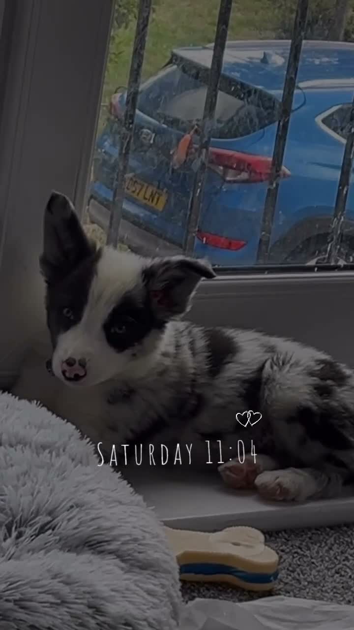 Border Collie dogs for sale: Blue merl border collie (Milo) - Video 2