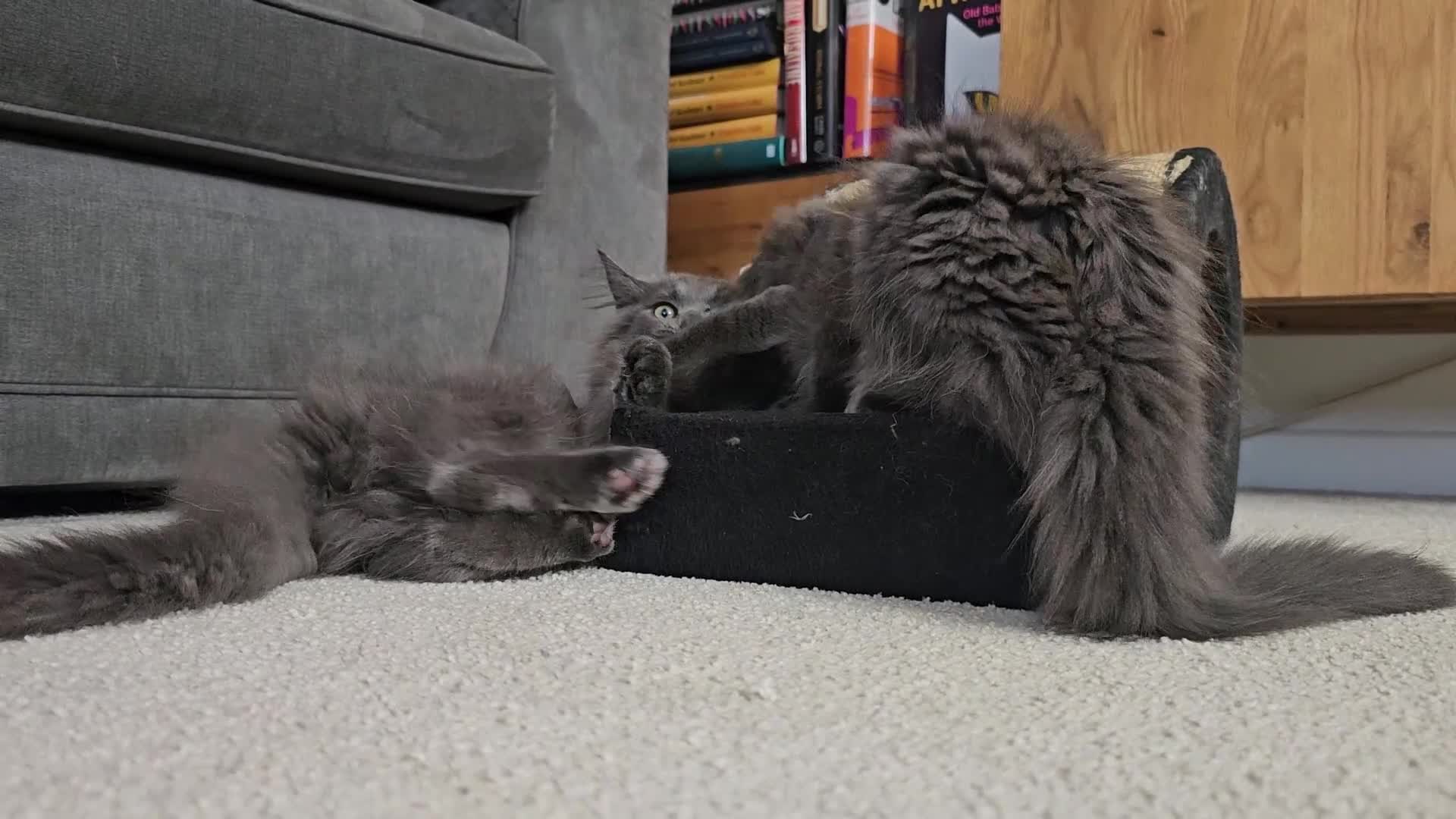 Maine Coon cats for sale: Gorgeous, sociable maine coon kittens  - Video 2