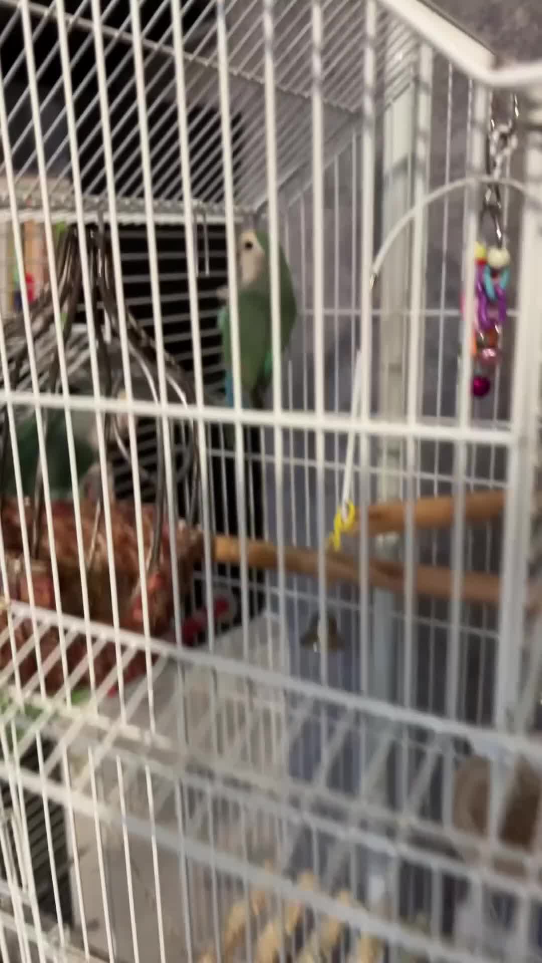 Lovebirds birds for sale: 2 love birds  in Sheffield - Video 1