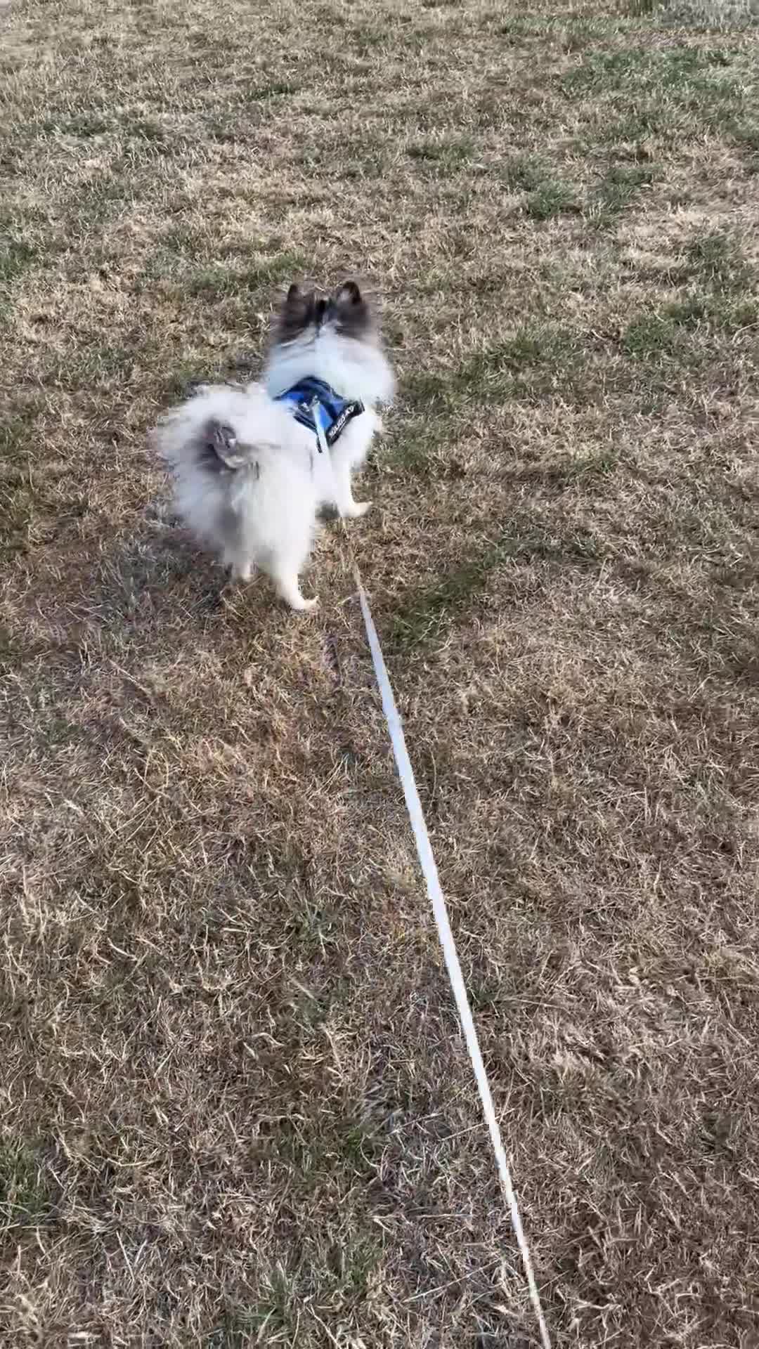 Pomeranian dogs for adoption: Pomeranian teenager that needs love and routine - Video 1
