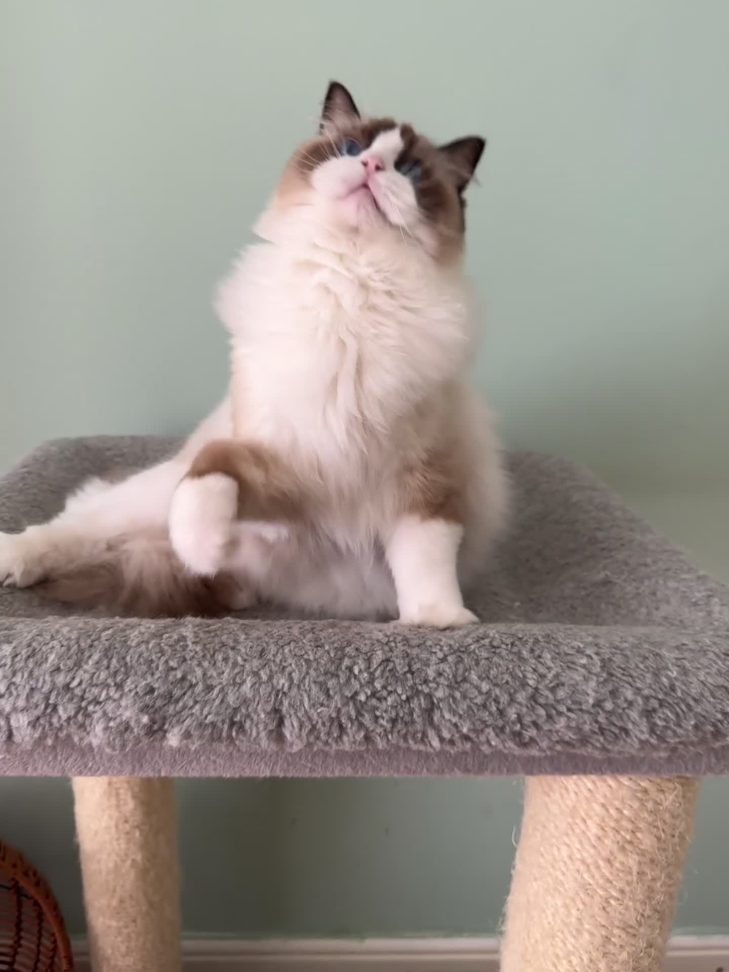 Ragdoll cats for sale: Stunning Ragdoll Kitten Fife Reg Breeder - Video 2