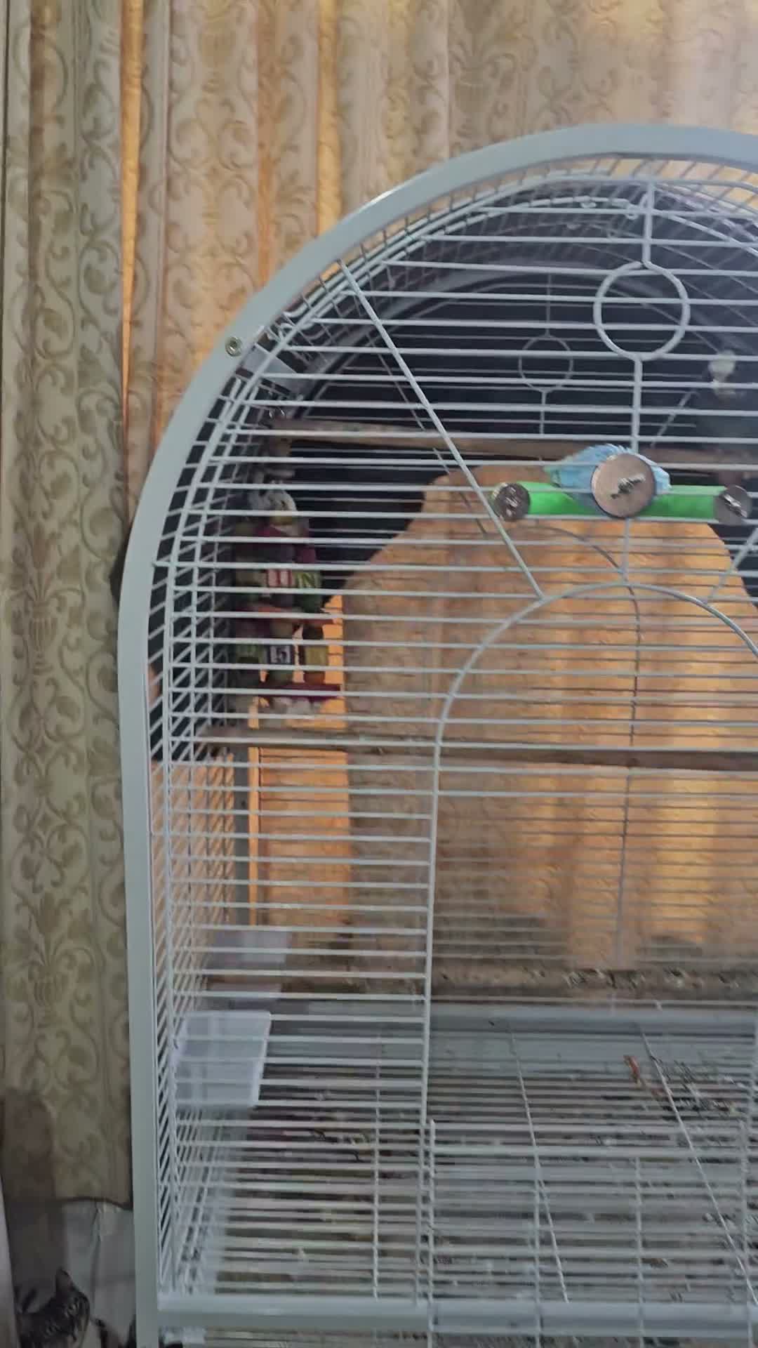 Parrots birds for sale: Hand Tammed White Capped Pionus Nith Lutino Genes in Barking - Video 2
