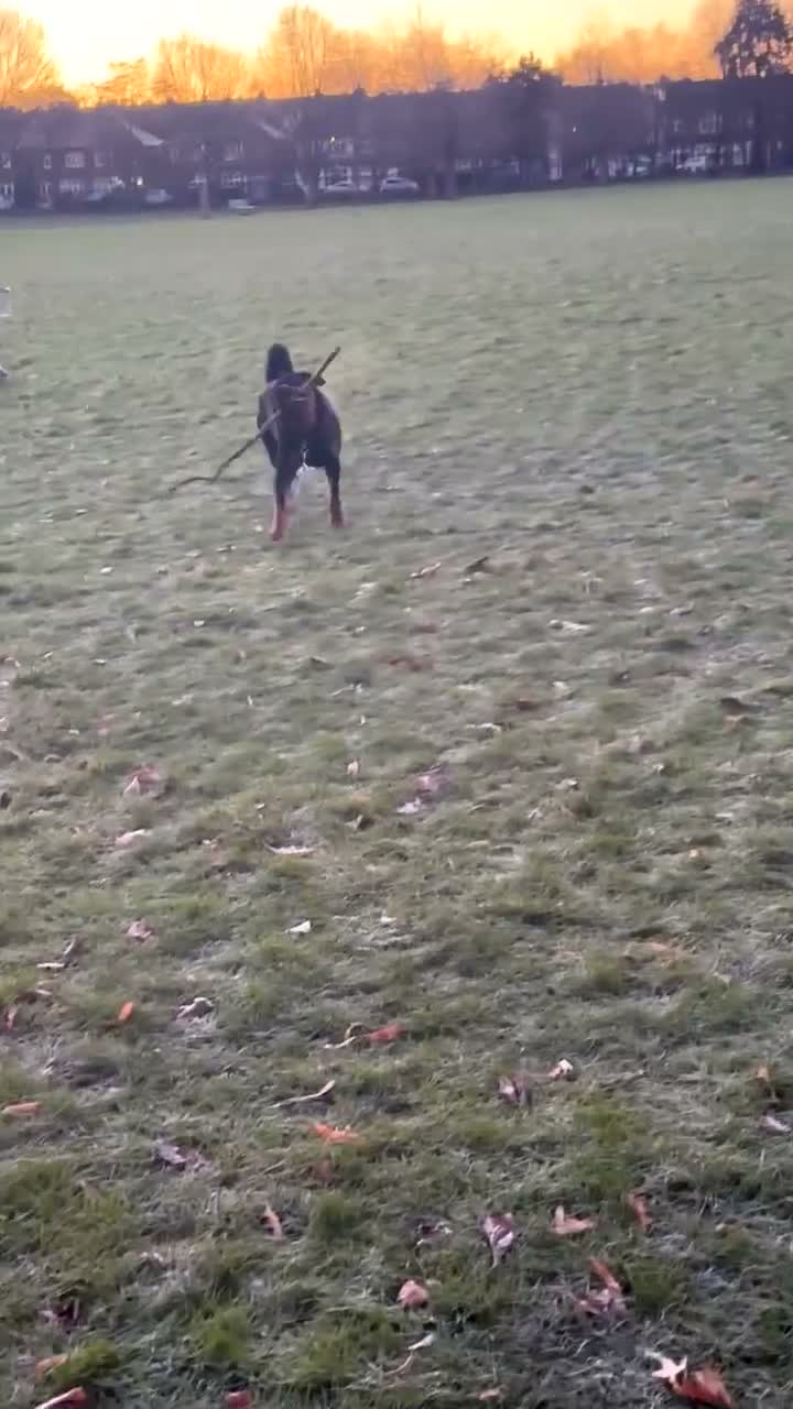 Rottweiler dogs for stud: Simba  - Video 1