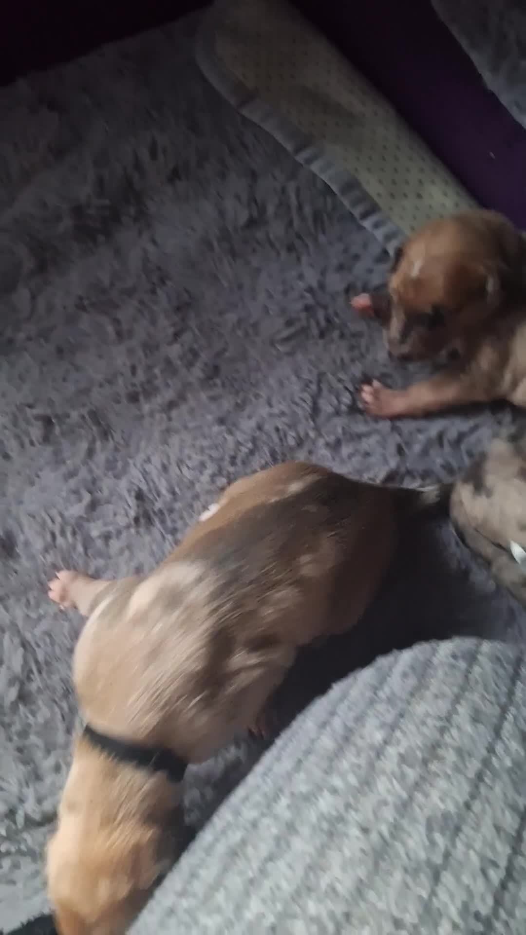 Lurcher dogs for sale: Saluki Lurcher  - Video 1