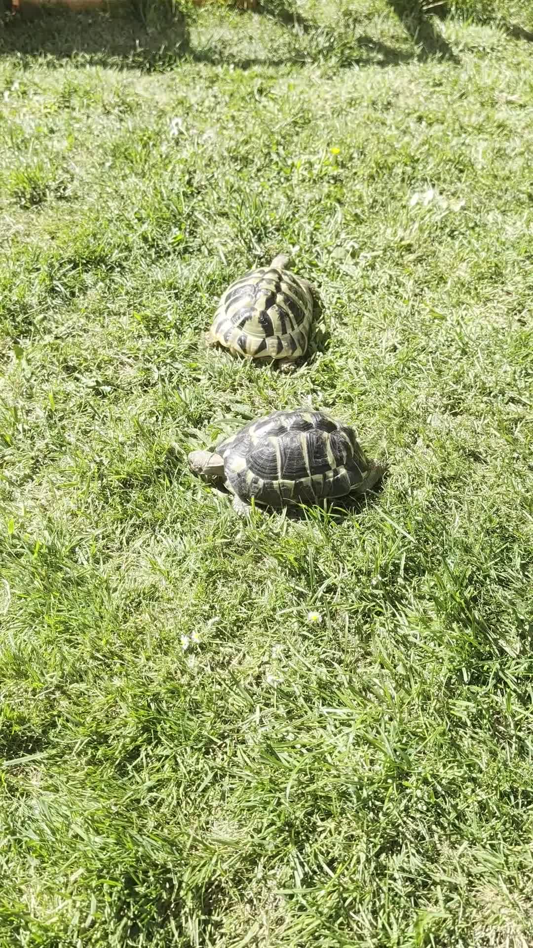 Tortoise reptiles for sale: tortoises - Video 1