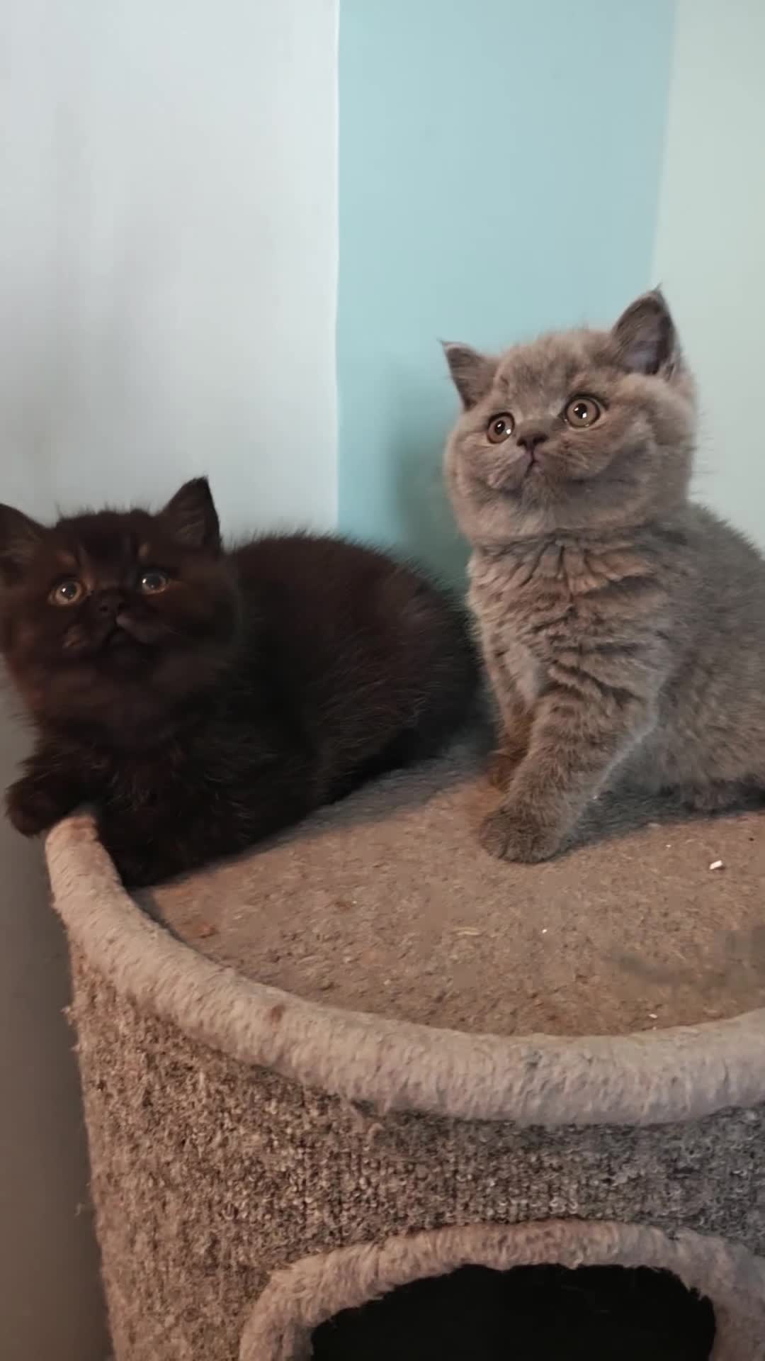 British Shorthair cats for sale: Stunning Teddy bear BSH kittens  GCCF  - Video 1