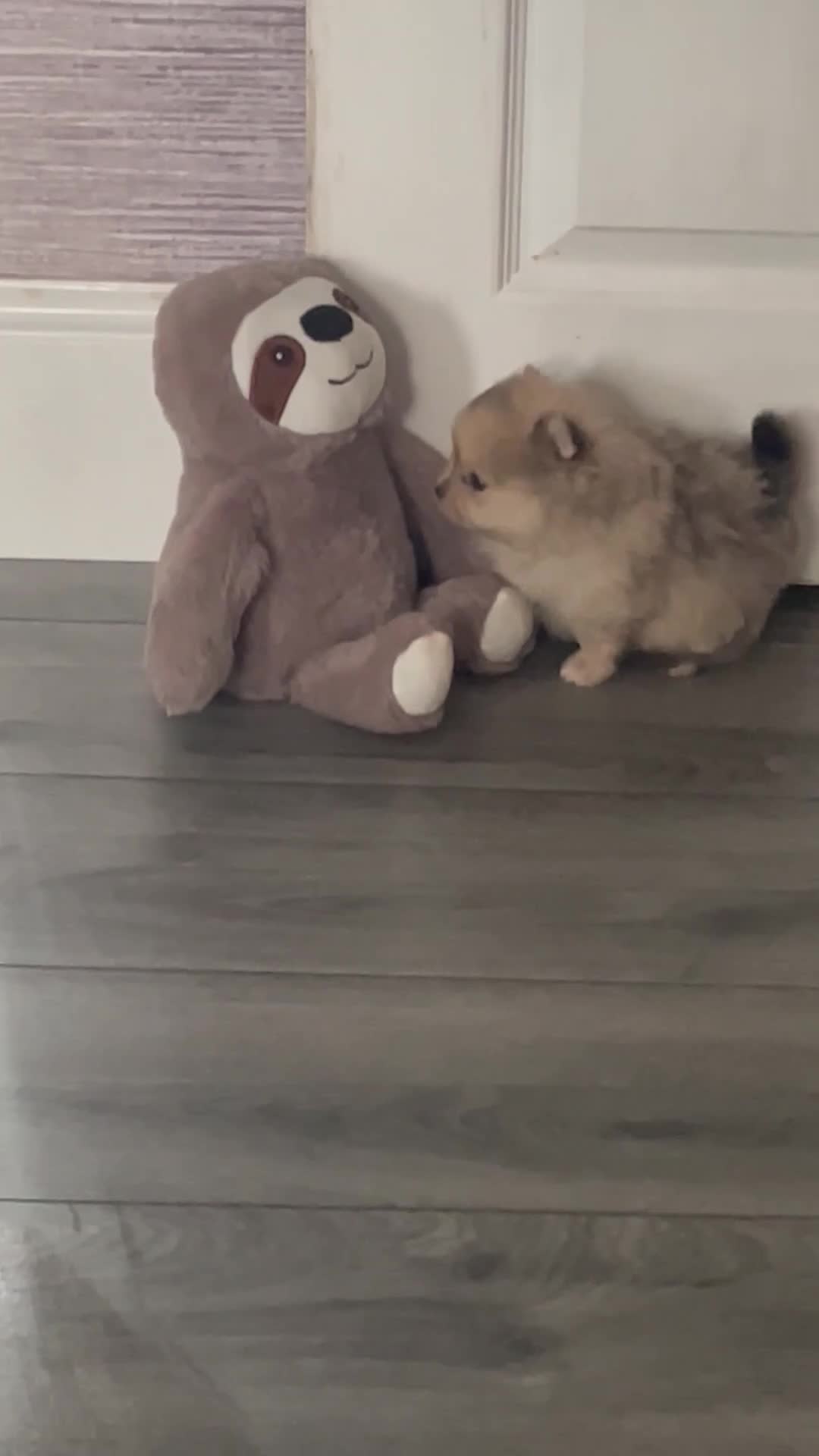 Pomeranian dogs for sale: Beautiful short legged teddy bear Pomeranian pups - Video 1