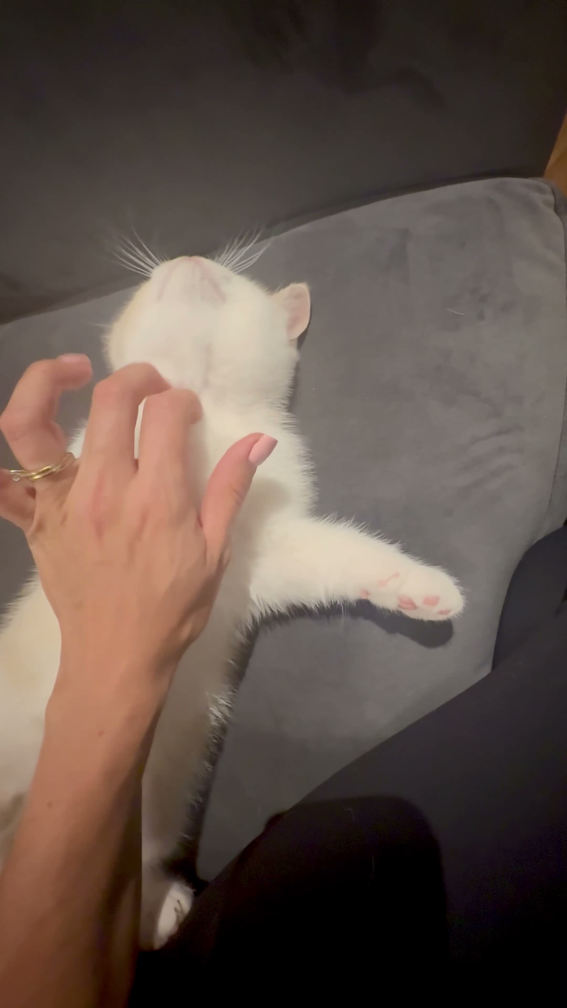 British Shorthair cats for sale: Stunning GCCF British Shorthair Cream Bicolour Boy - Video 1