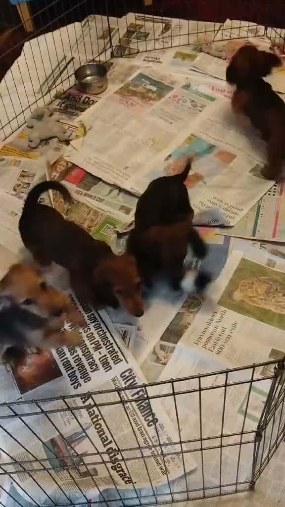 Miniature Dachshund dogs for sale: K.C. Reg. Longhaired Miniature Males - Video 1