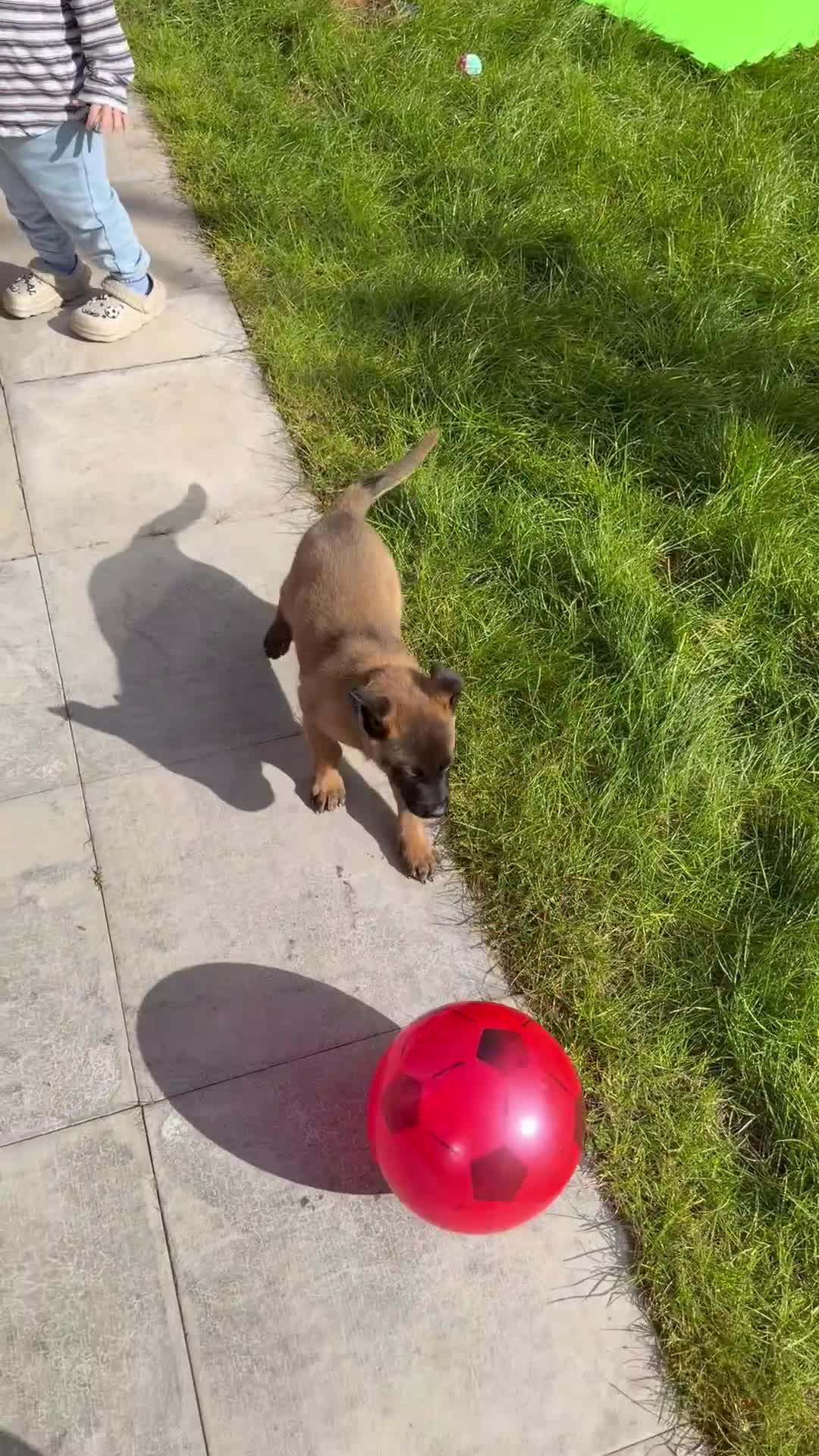 Belgian Shepherd Dog dogs for sale: Female Malinois Puppy - Video 5