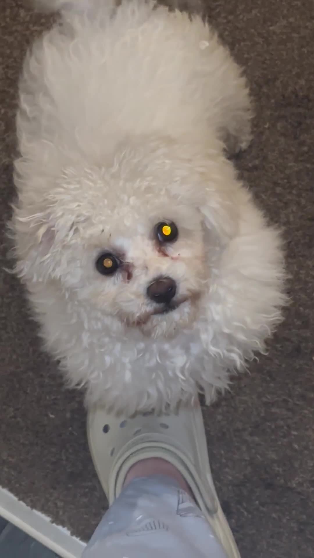 Bichon Frise dogs for sale: Bichon Frise  - Video 1