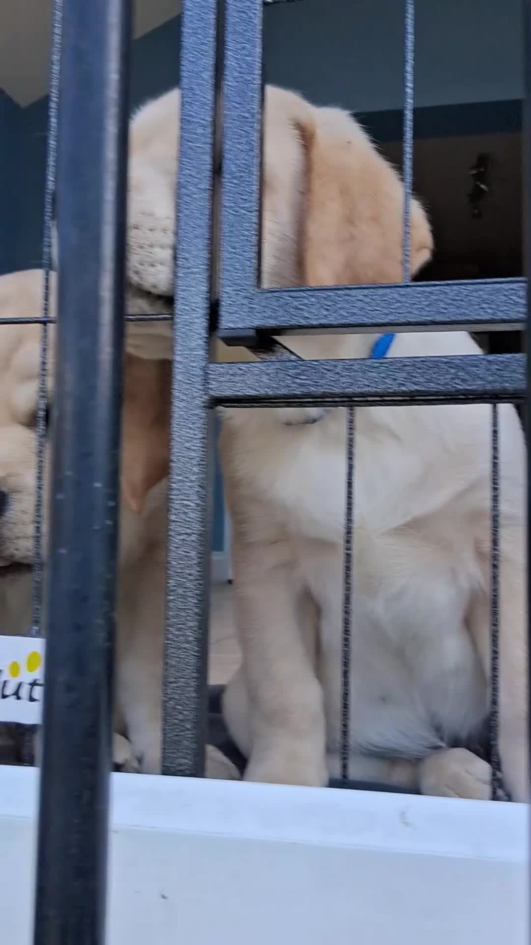 Labrador Retriever dogs for sale: Two handsome boys avaliable now - Video 1